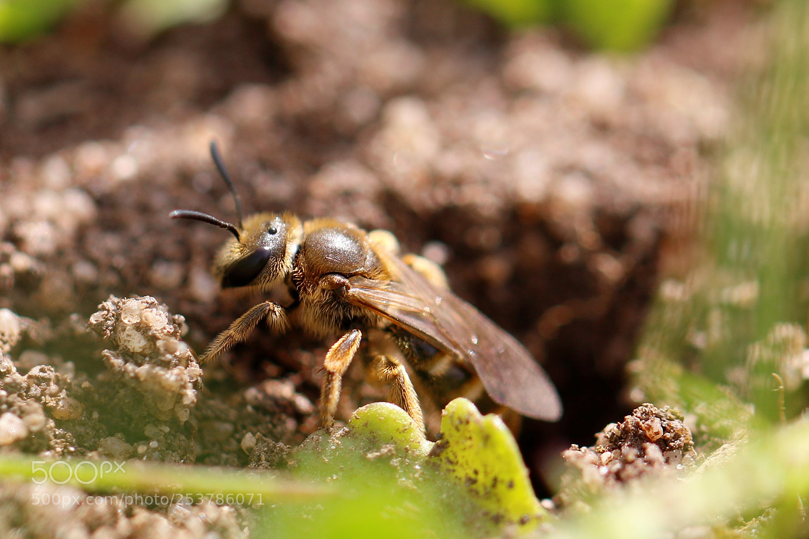 Canon EOS 70D sample photo. Sandbiene () photography