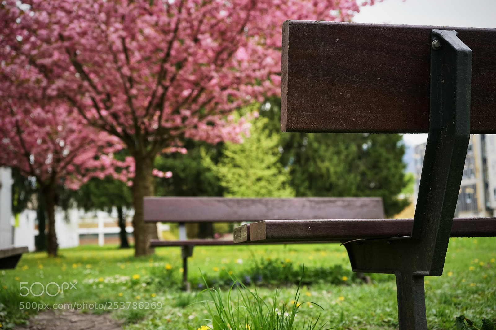 Sony a7 sample photo. Spring photography