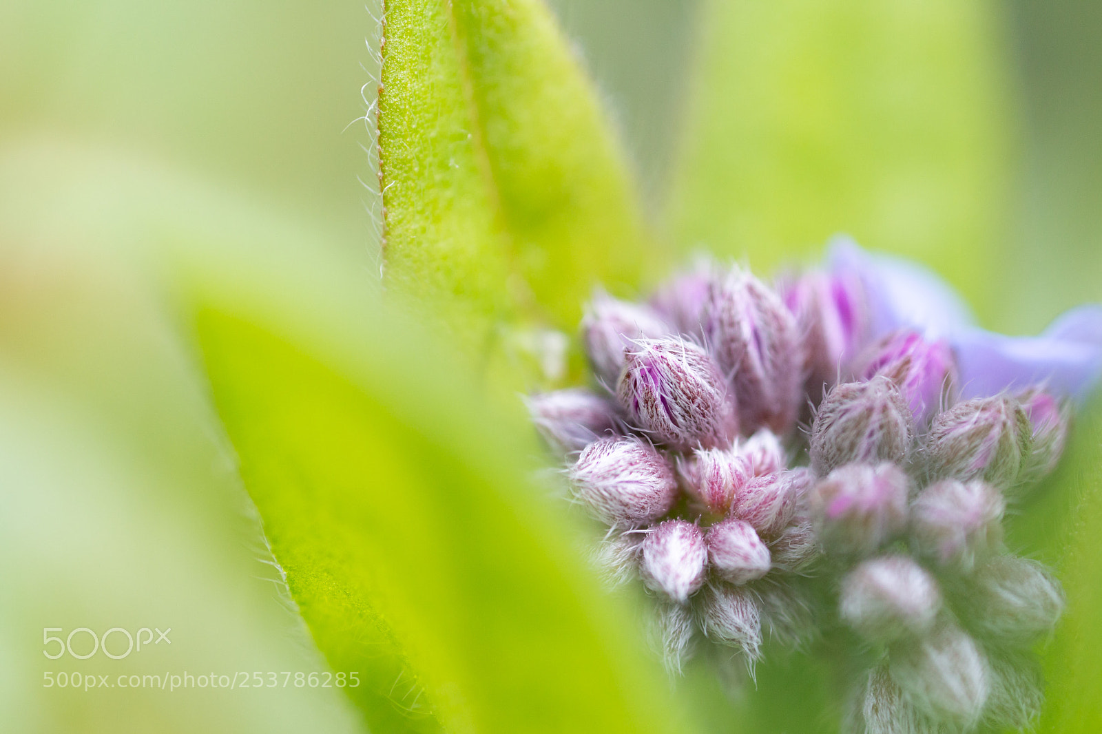 Canon EOS 70D sample photo. Forget-me-not buds photography
