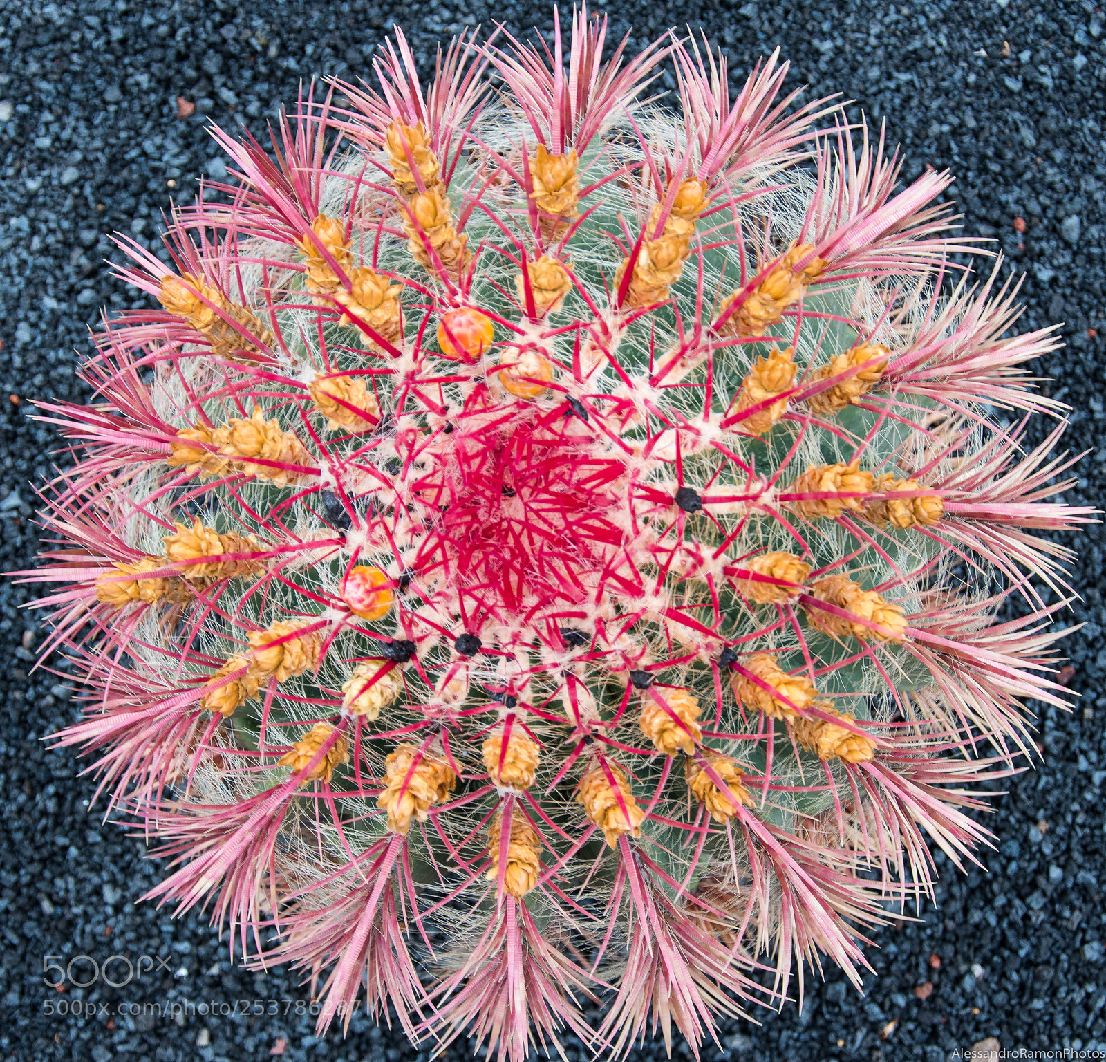 Nikon D5500 sample photo. Flower photography