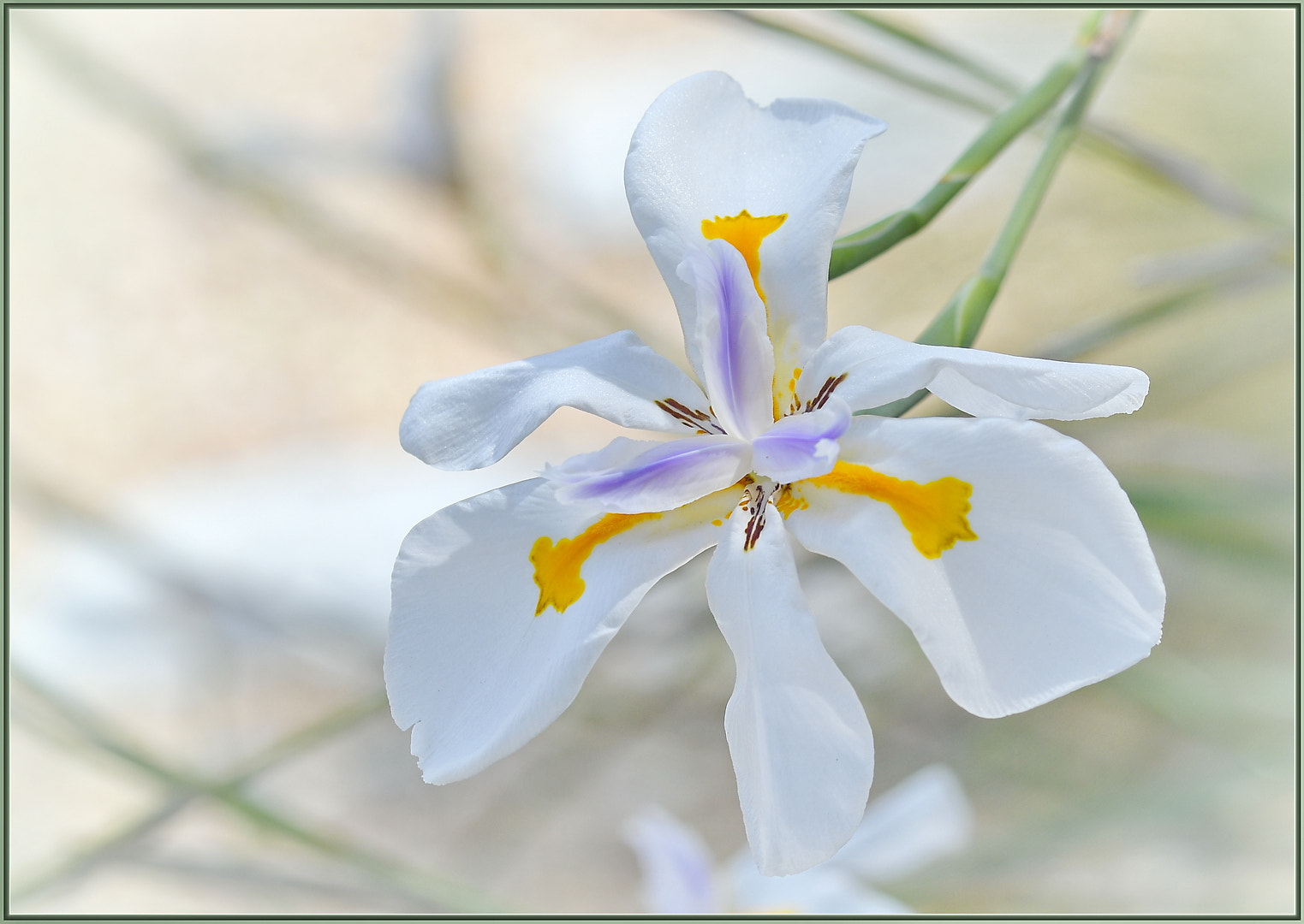 Nikon D850 sample photo. Elegant siberian iris photography