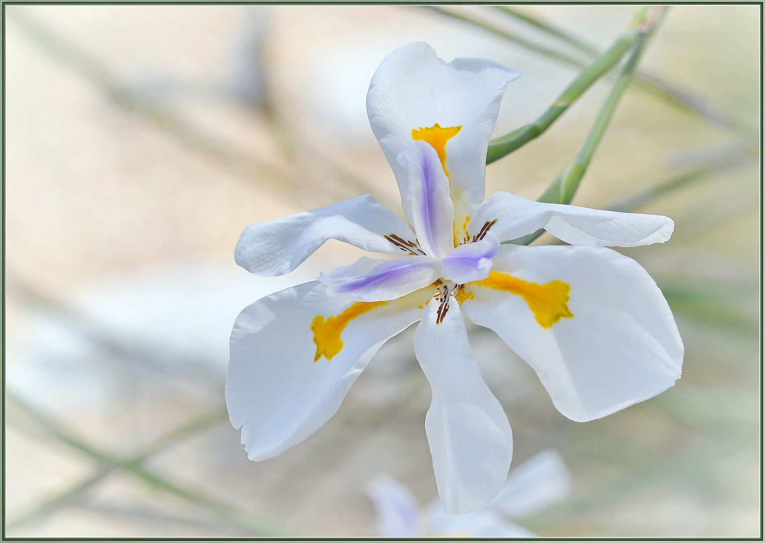 Sigma 105mm F2.8 EX DG OS HSM sample photo. Elegant siberian iris photography