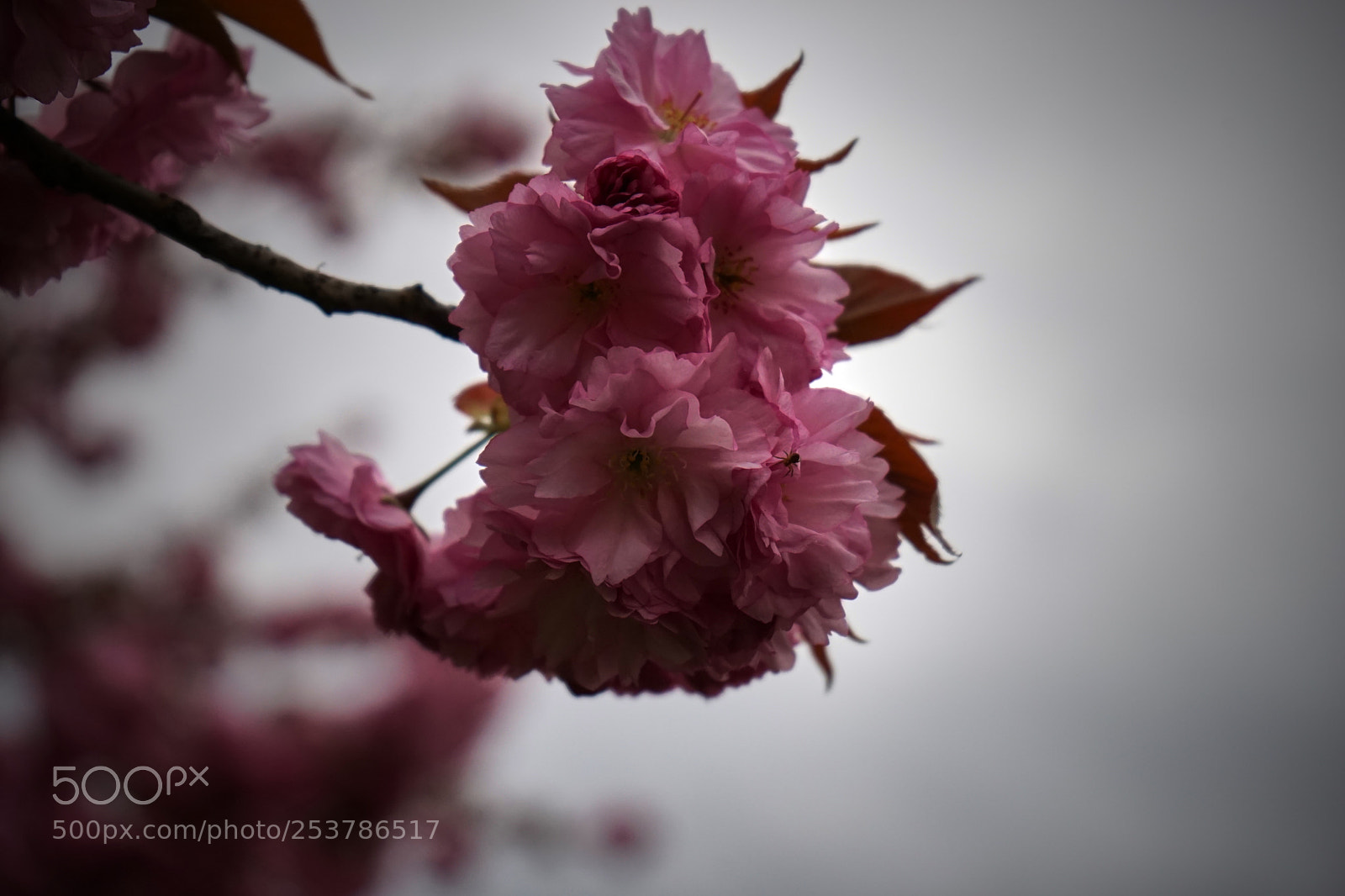 Sony a7 sample photo. Spring photography