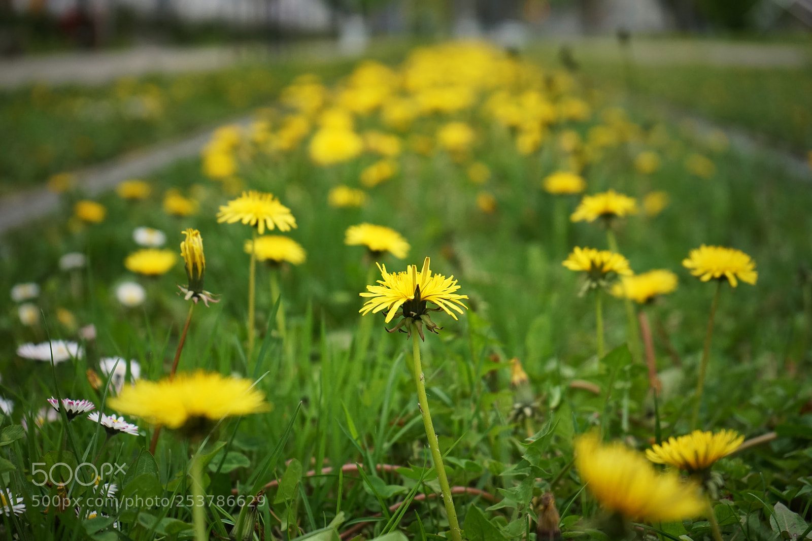 Sony a7 sample photo. Spring photography