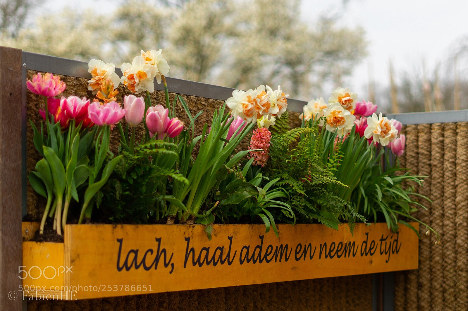 Sony a7 II sample photo. Laugh breath and enjoy photography