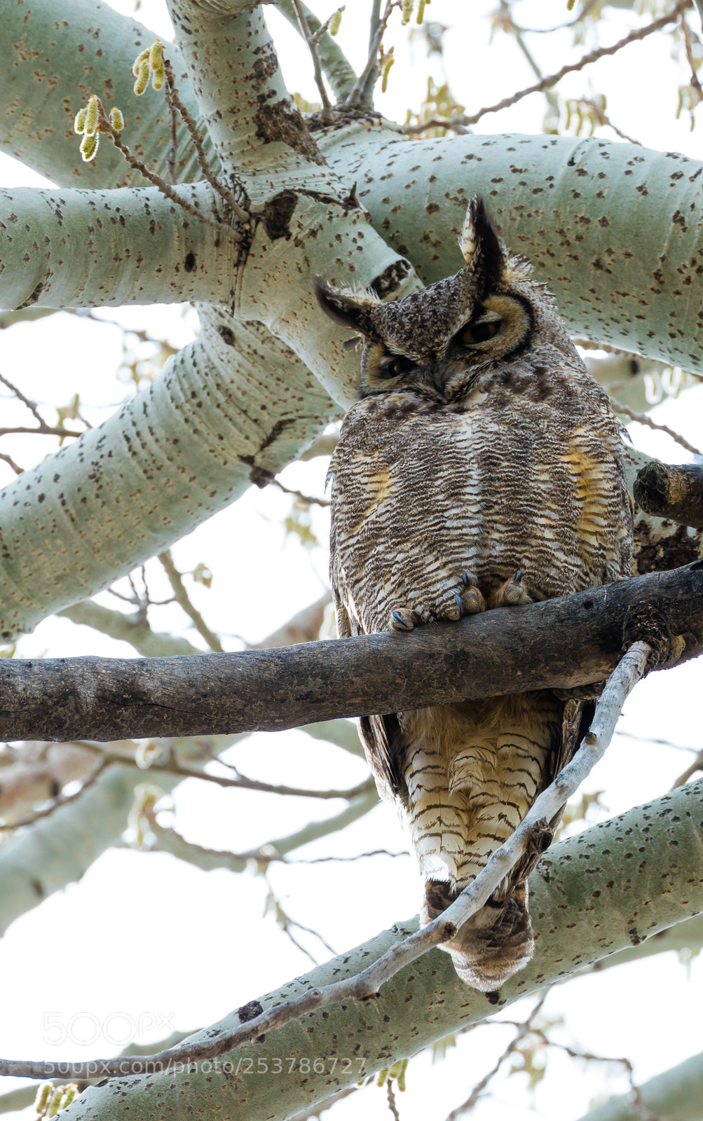 Canon EOS 5DS R sample photo. Owl photography