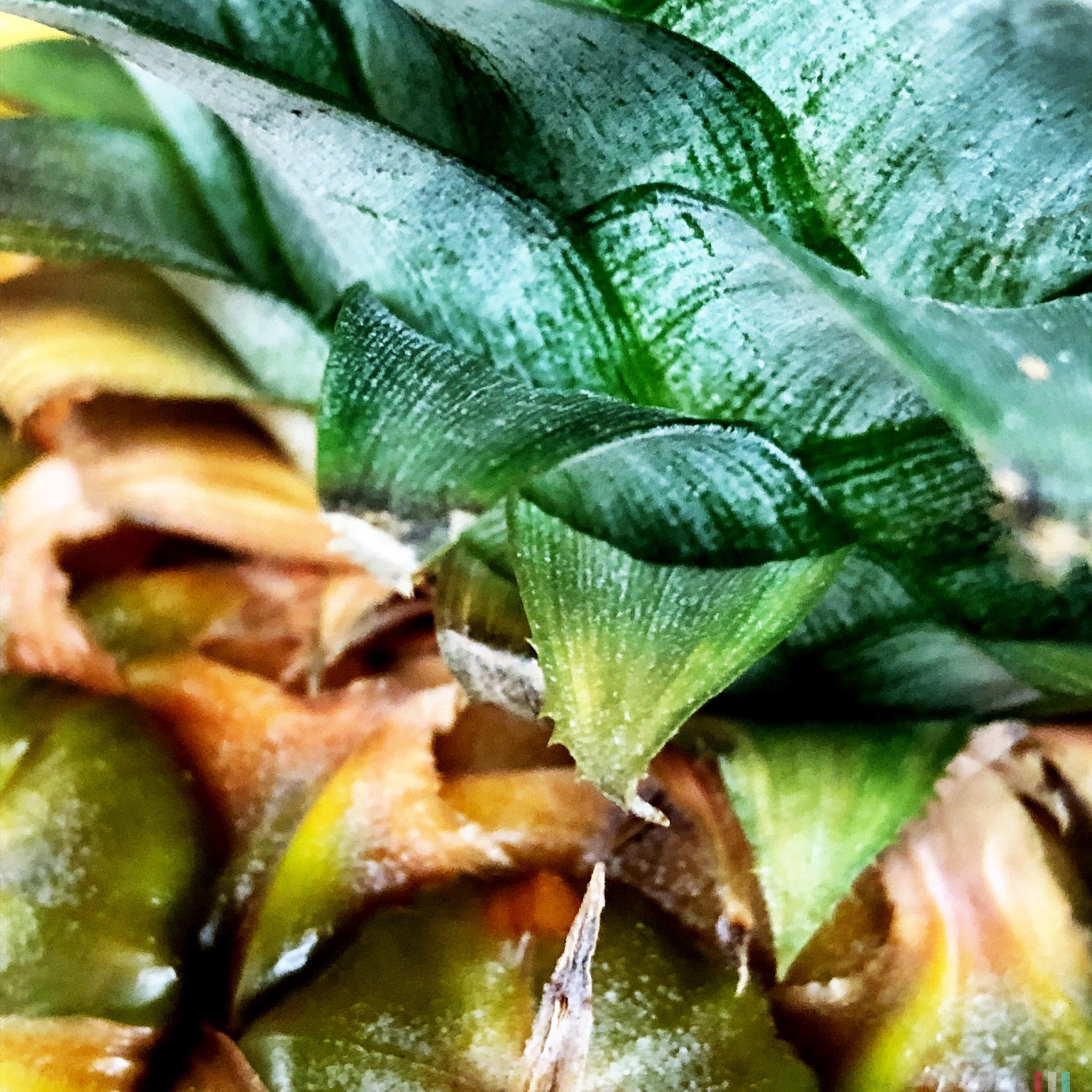 Hipstamatic 342 sample photo. Pineapple skin photography