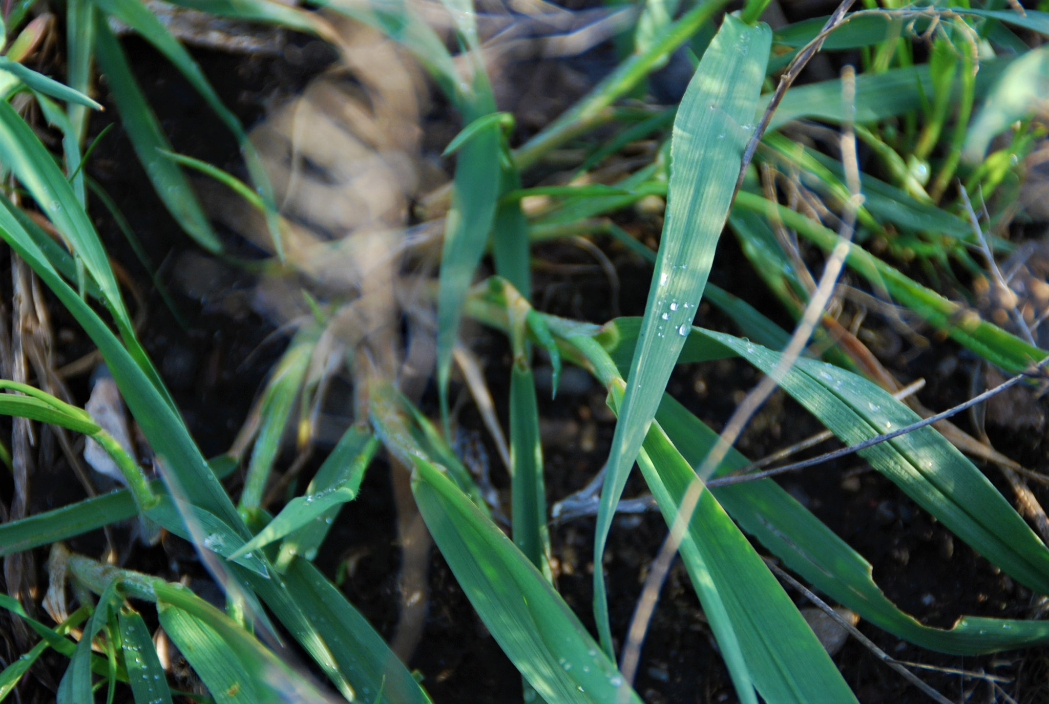 Nikon D80 sample photo. Drop photography