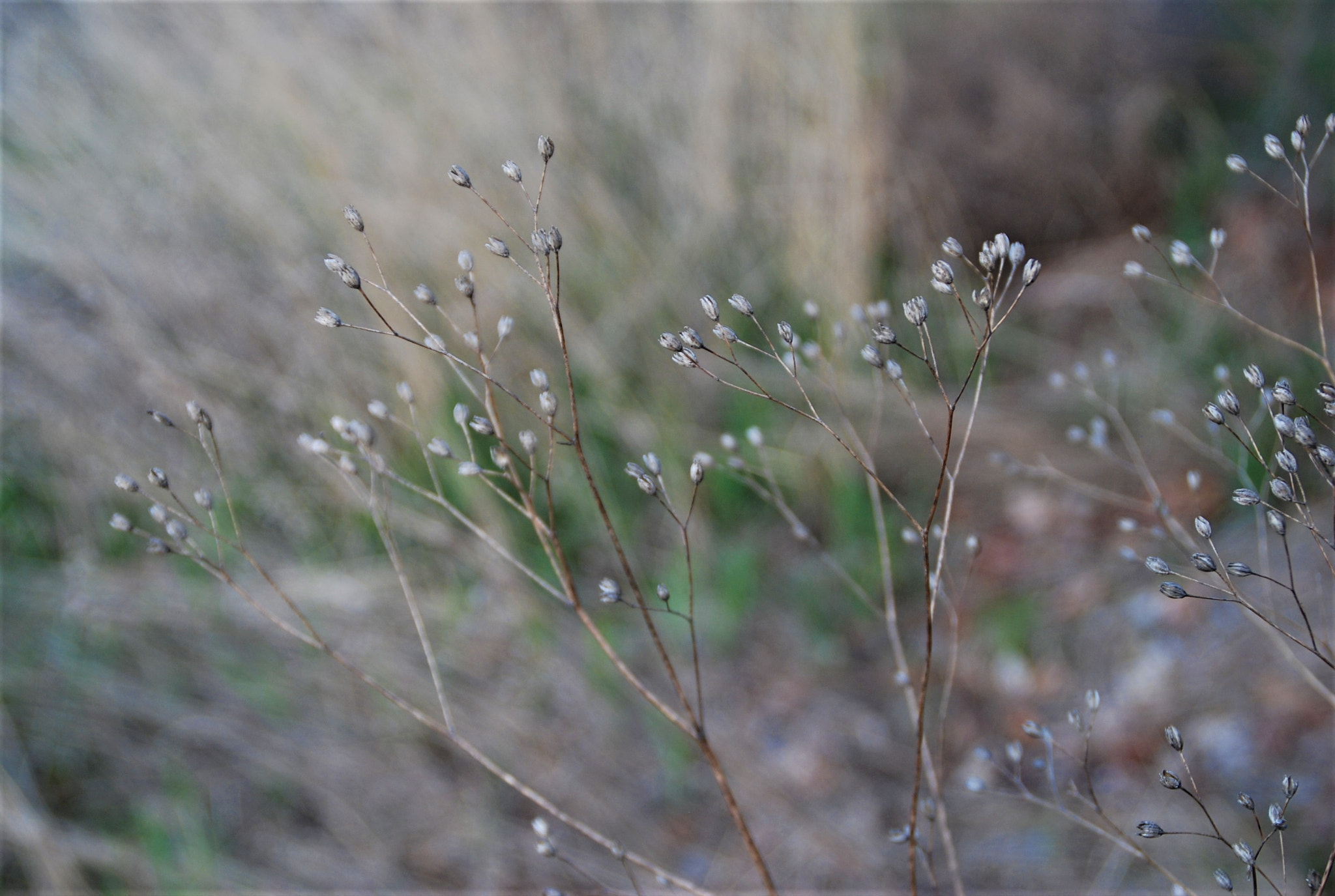 Nikon D80 sample photo. Wisp photography