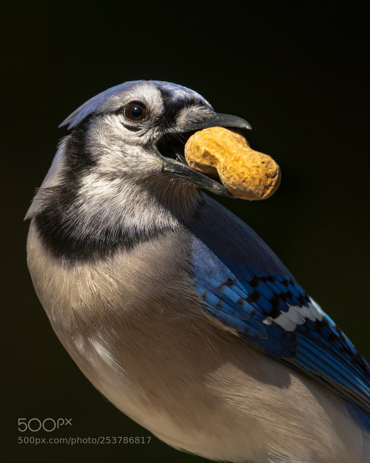 Nikon D7100 sample photo. They do love peanuts! photography