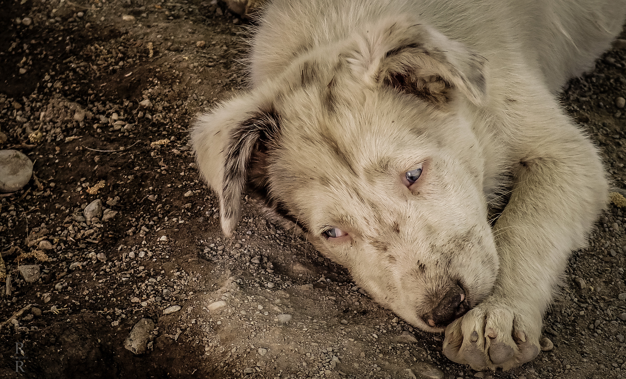 Pentax Q7 sample photo. Sleepy pupper photography