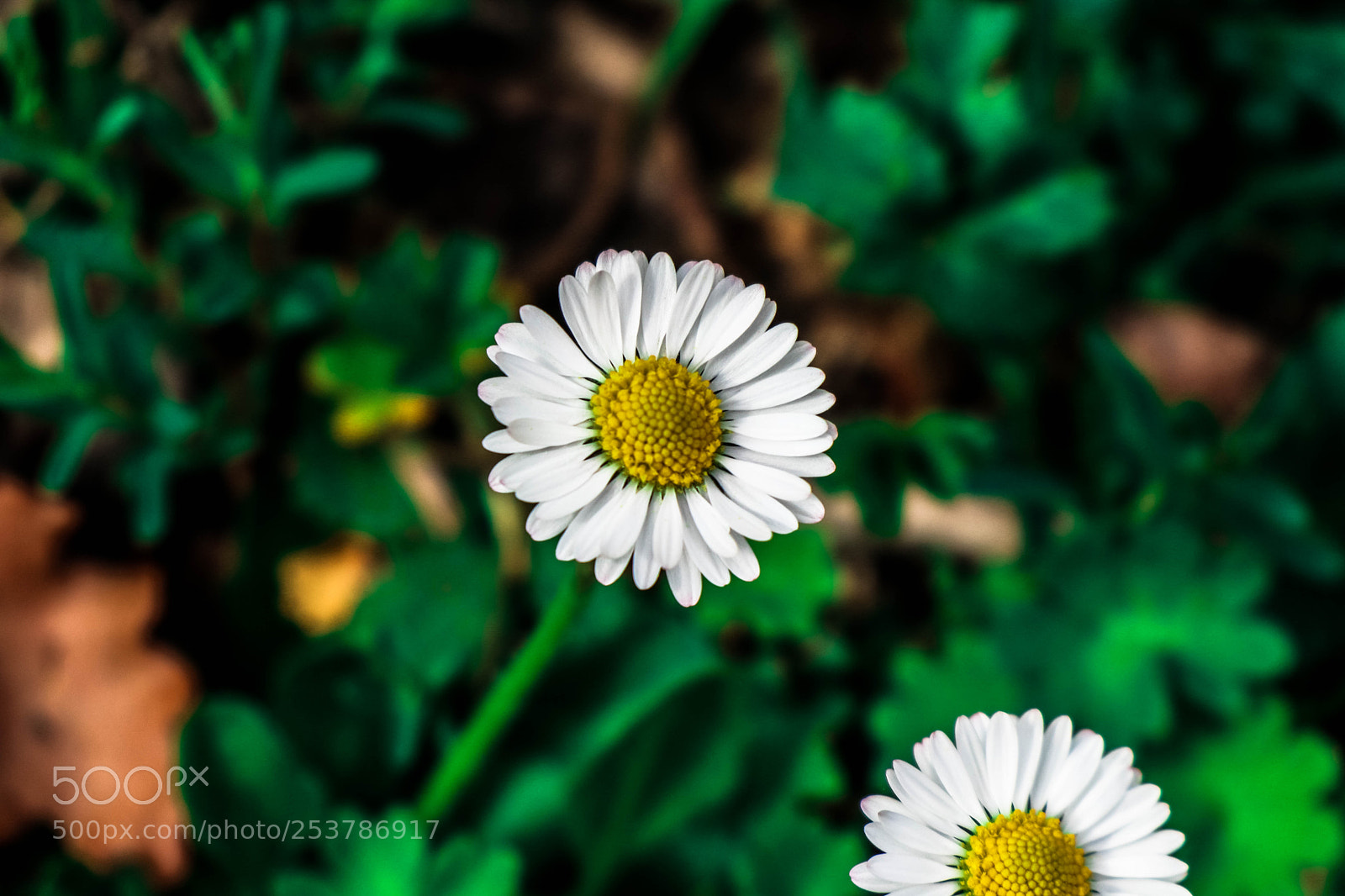 Canon EOS M6 sample photo. Spring photography