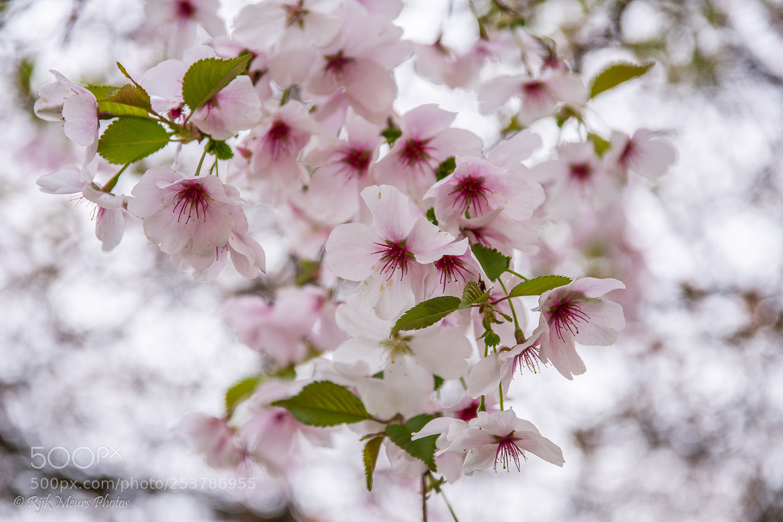 Nikon D7200 sample photo. Cherry blossom photography