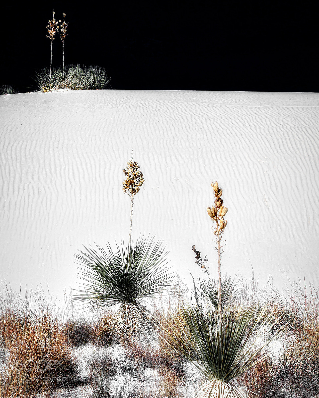 Canon EOS 5D Mark II sample photo. Flora of the great photography
