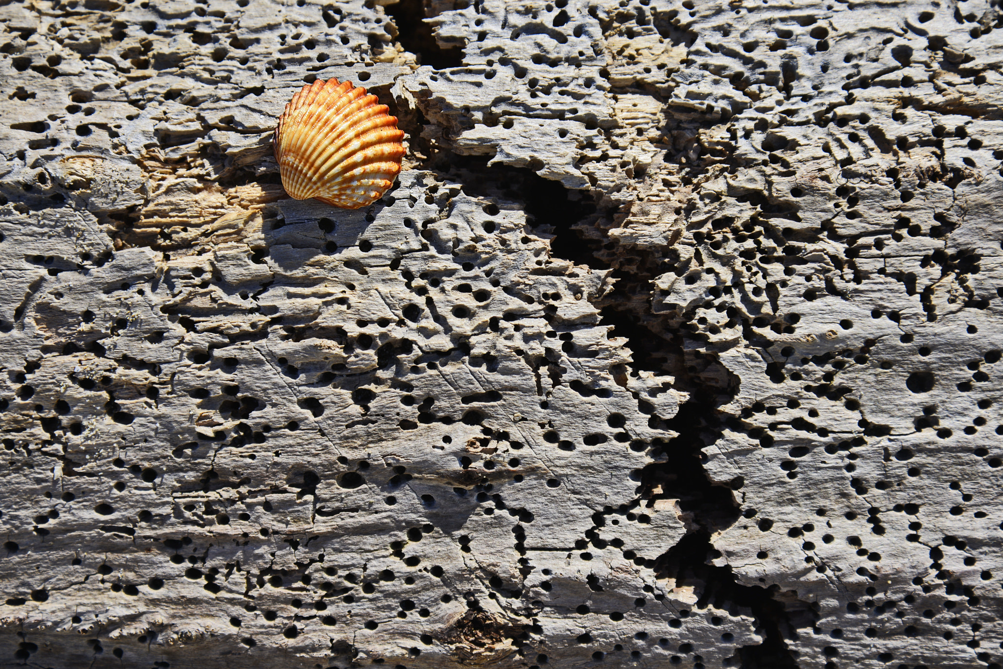 Nikon D600 sample photo. Shell photography