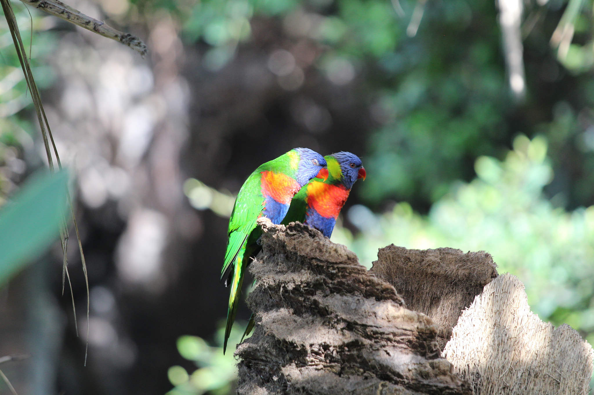 Canon EOS 650D (EOS Rebel T4i / EOS Kiss X6i) + Canon EF 70-200mm F4L IS USM sample photo. Birds in loroparque, teneriffa photography