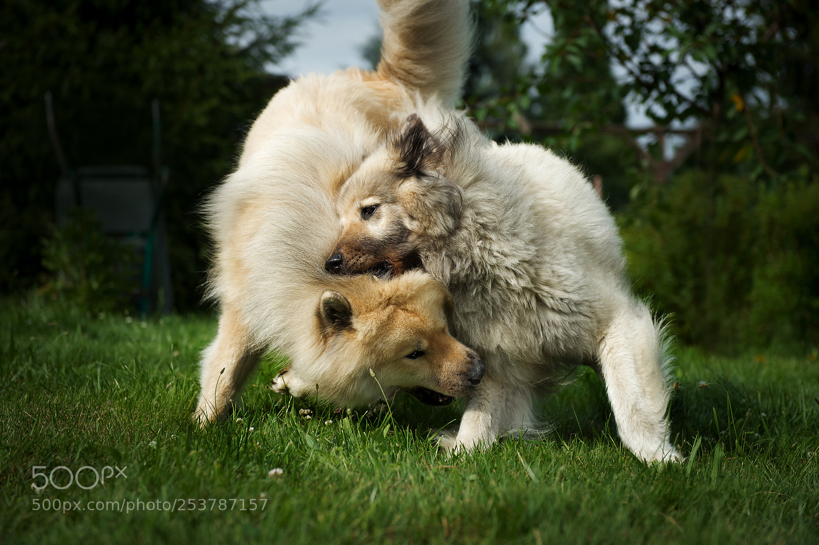 Nikon D4 sample photo. A little fight photography