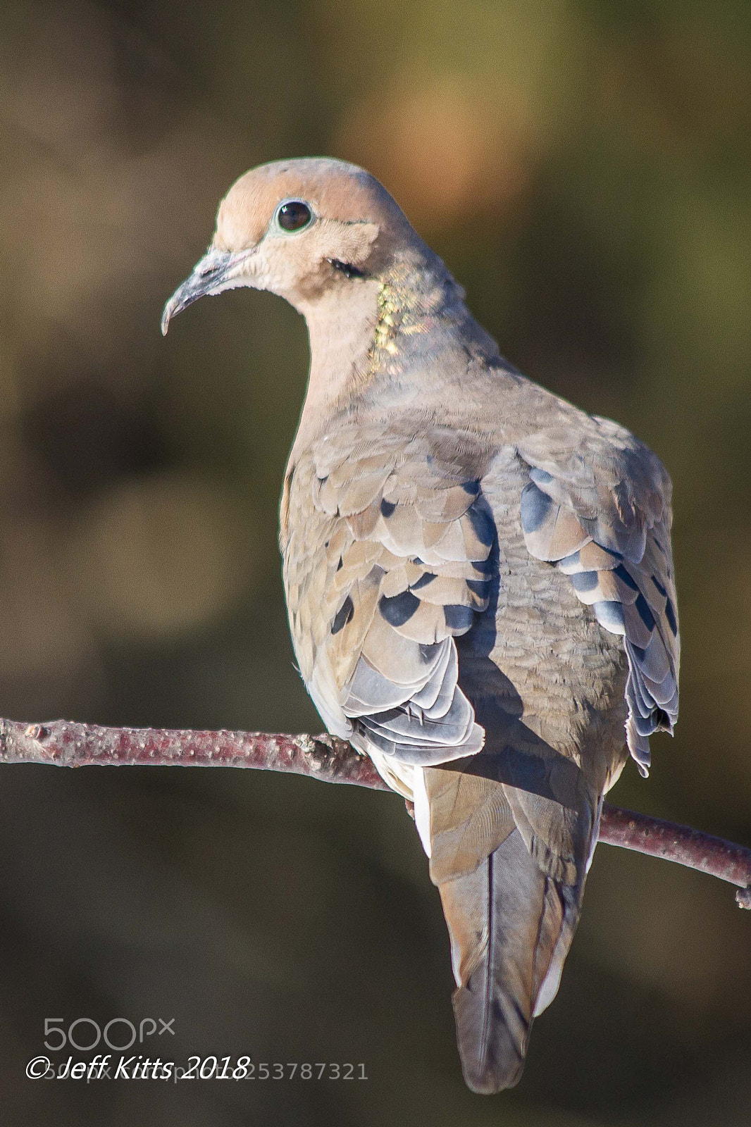 Canon EOS 7D sample photo. 6699- mourning dove # 23 photography