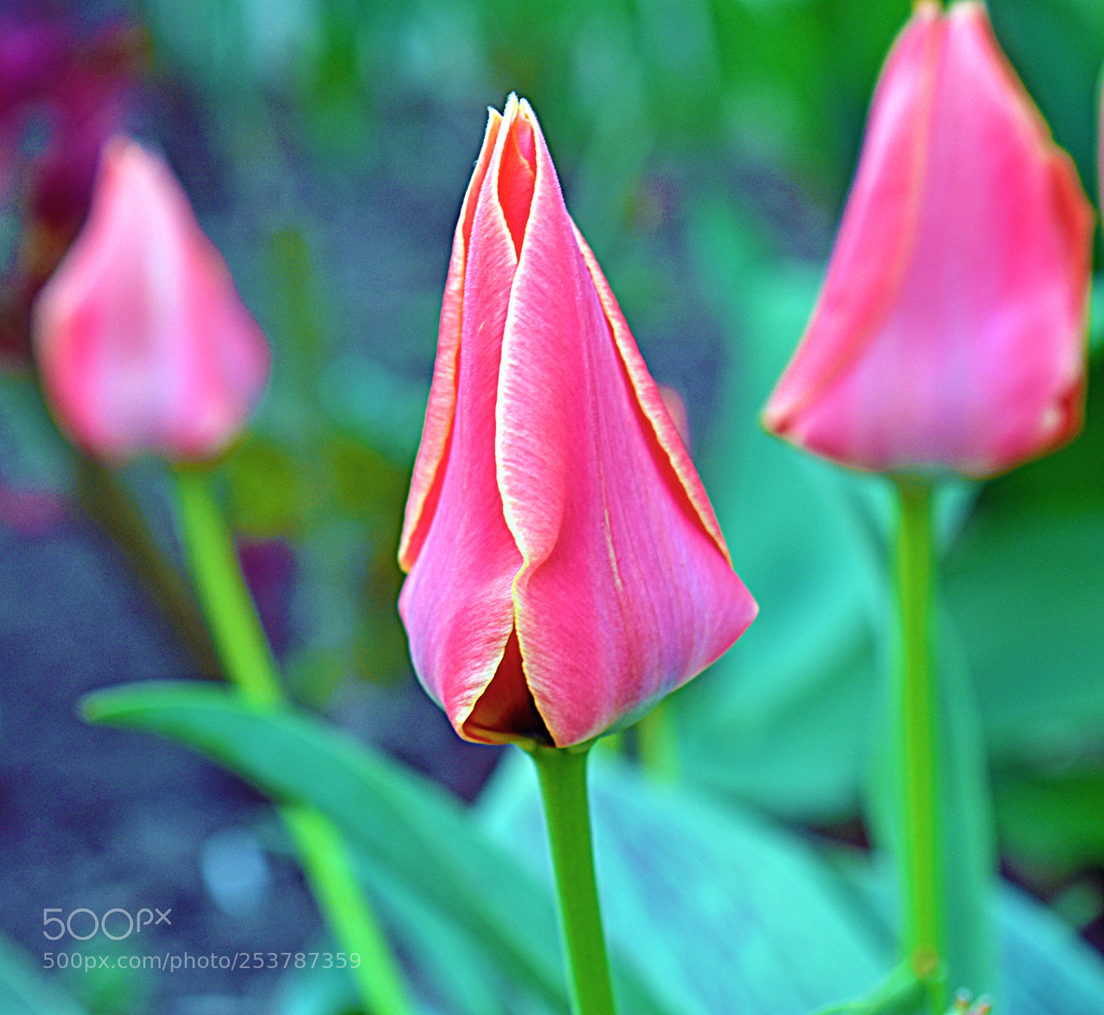 Nikon D5600 sample photo. Само совершенство photography