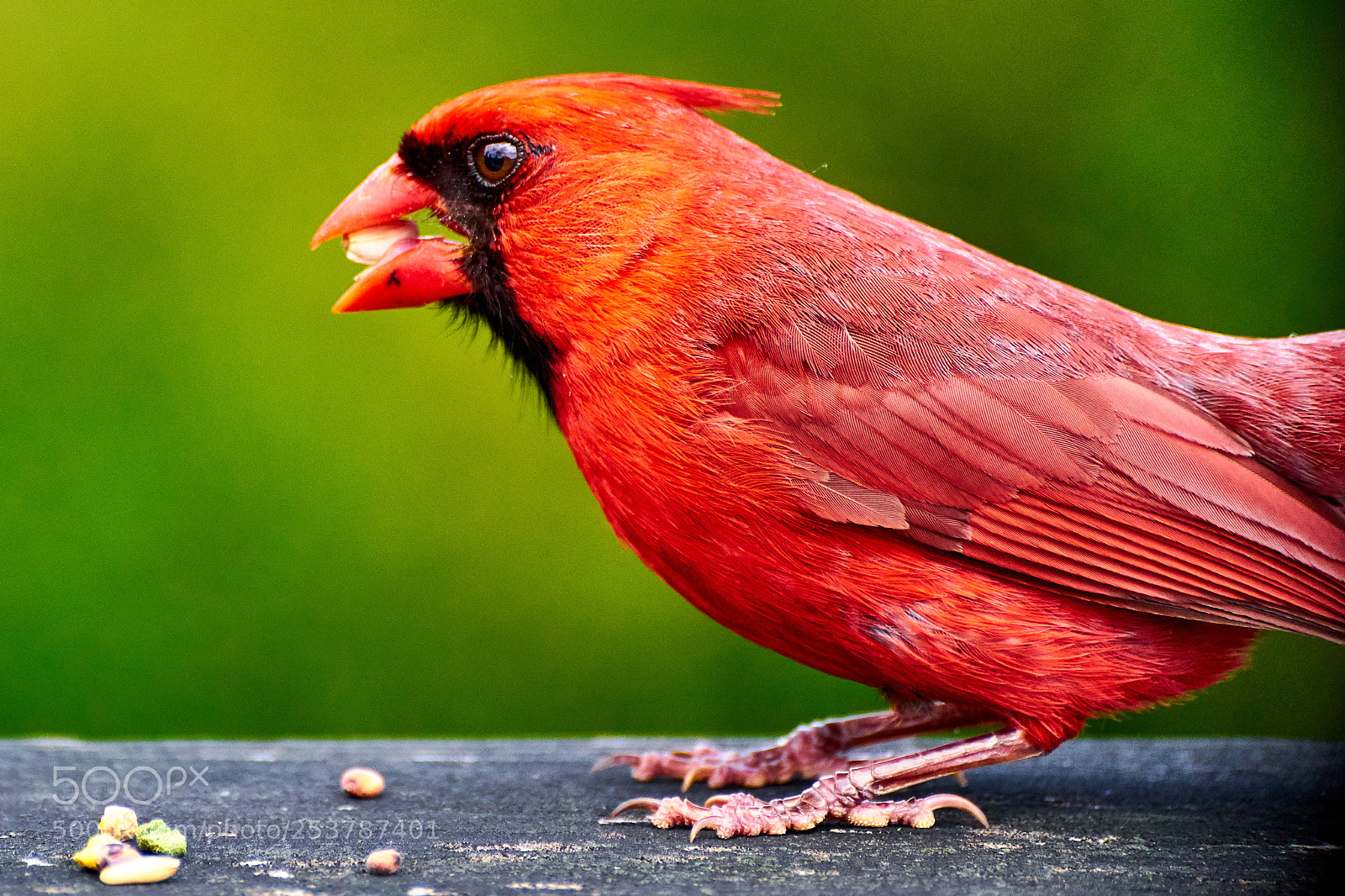 Sony a7 II sample photo. * big red * photography