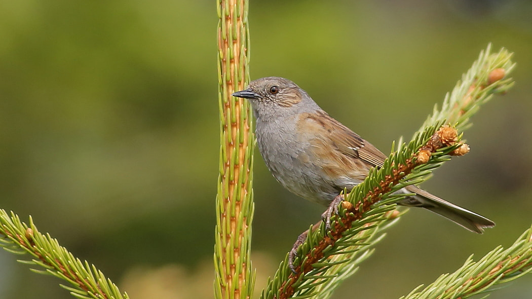 Canon EF 400mm F5.6L USM sample photo. Dunnock  on a spruce photography