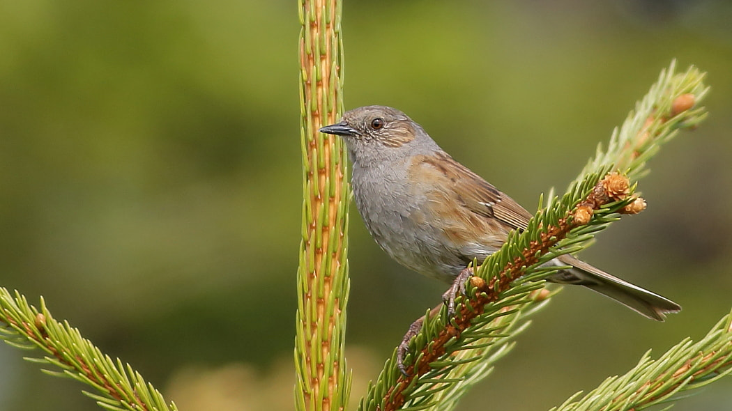 Canon EOS 70D + Canon EF 400mm F5.6L USM sample photo. Dunnock  on a spruce photography