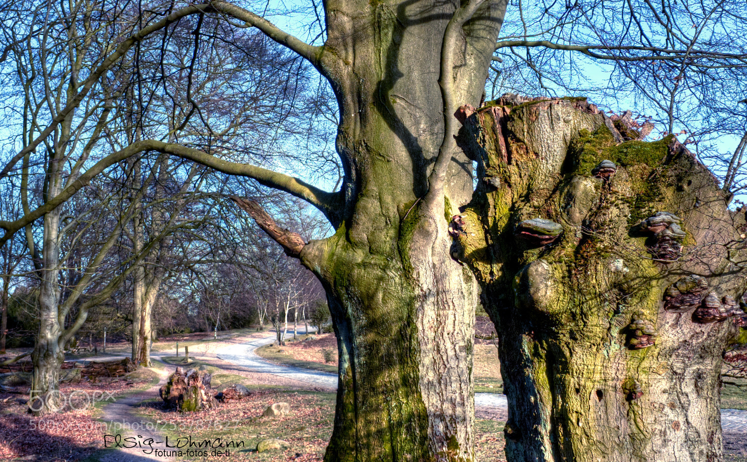 Canon EOS 600D (Rebel EOS T3i / EOS Kiss X5) sample photo. Old trees around wilsede photography