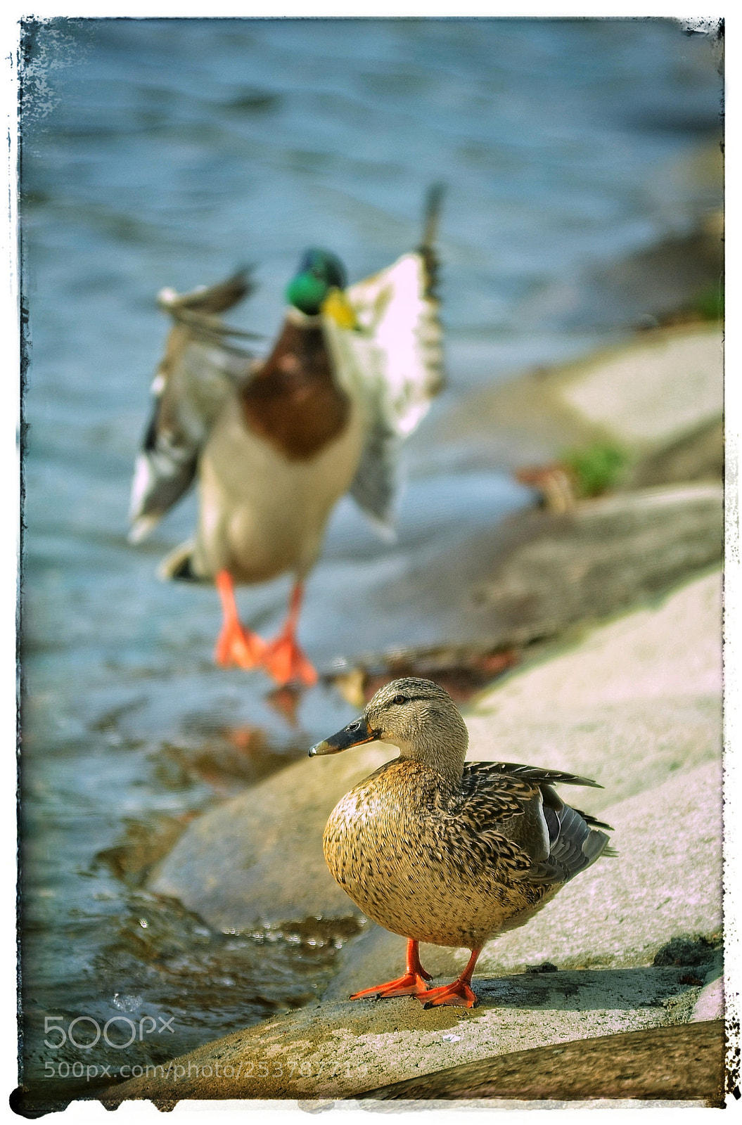 Nikon D7000 sample photo. Jumper photography