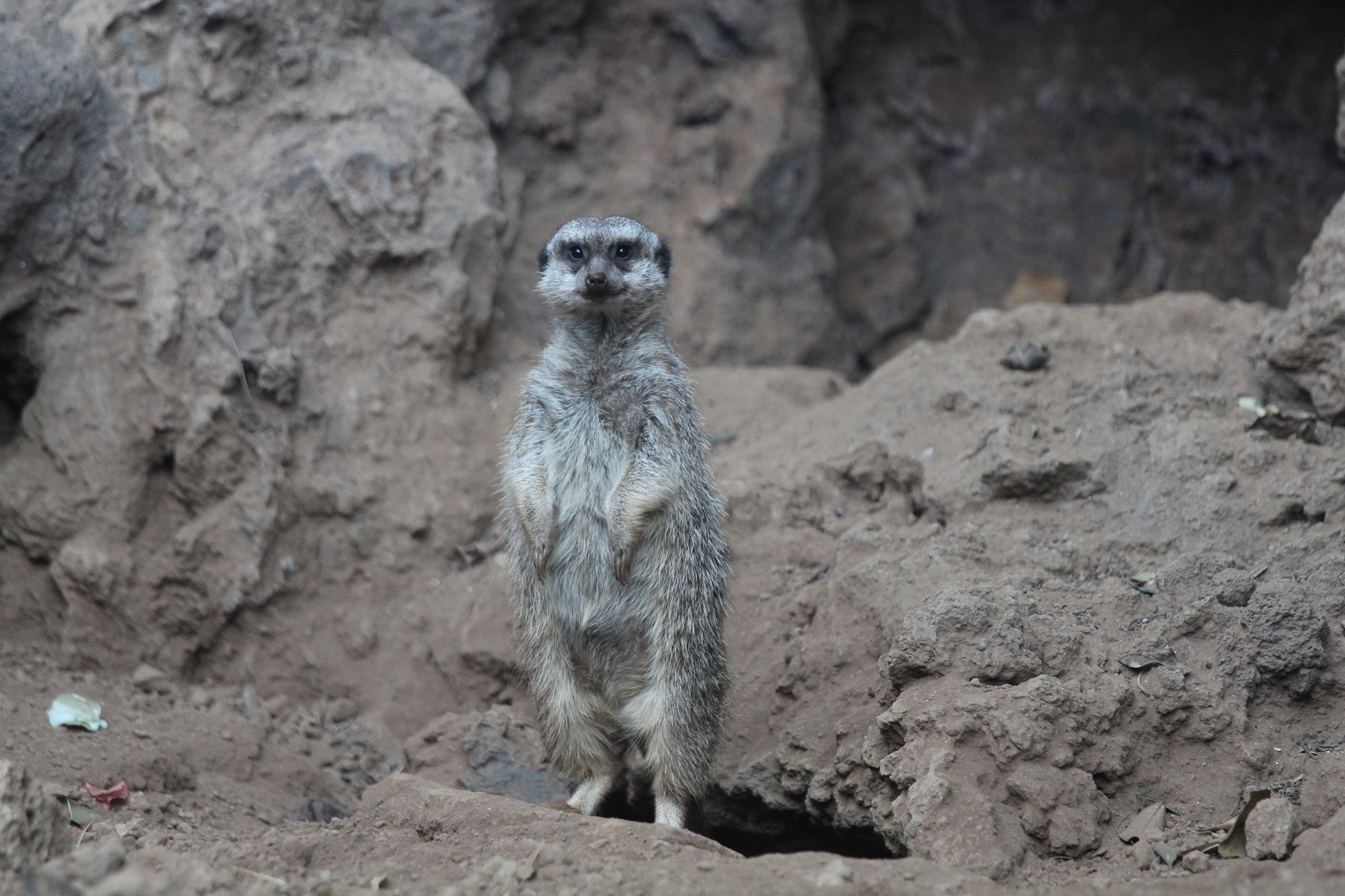 Canon EOS 650D (EOS Rebel T4i / EOS Kiss X6i) + Canon EF 70-200mm F4L IS USM sample photo. Animals in loroparque, teneriffa photography