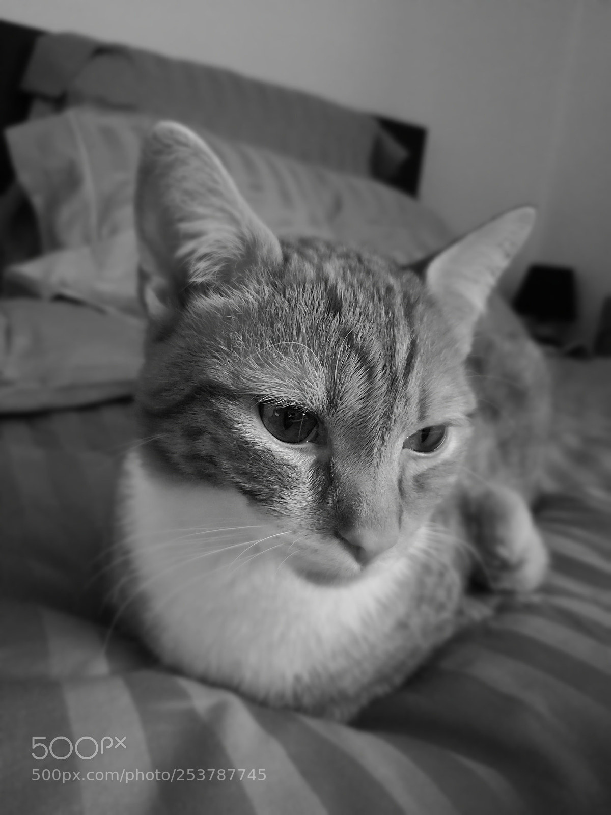 HUAWEI CLT-L09 sample photo. Untitled photography