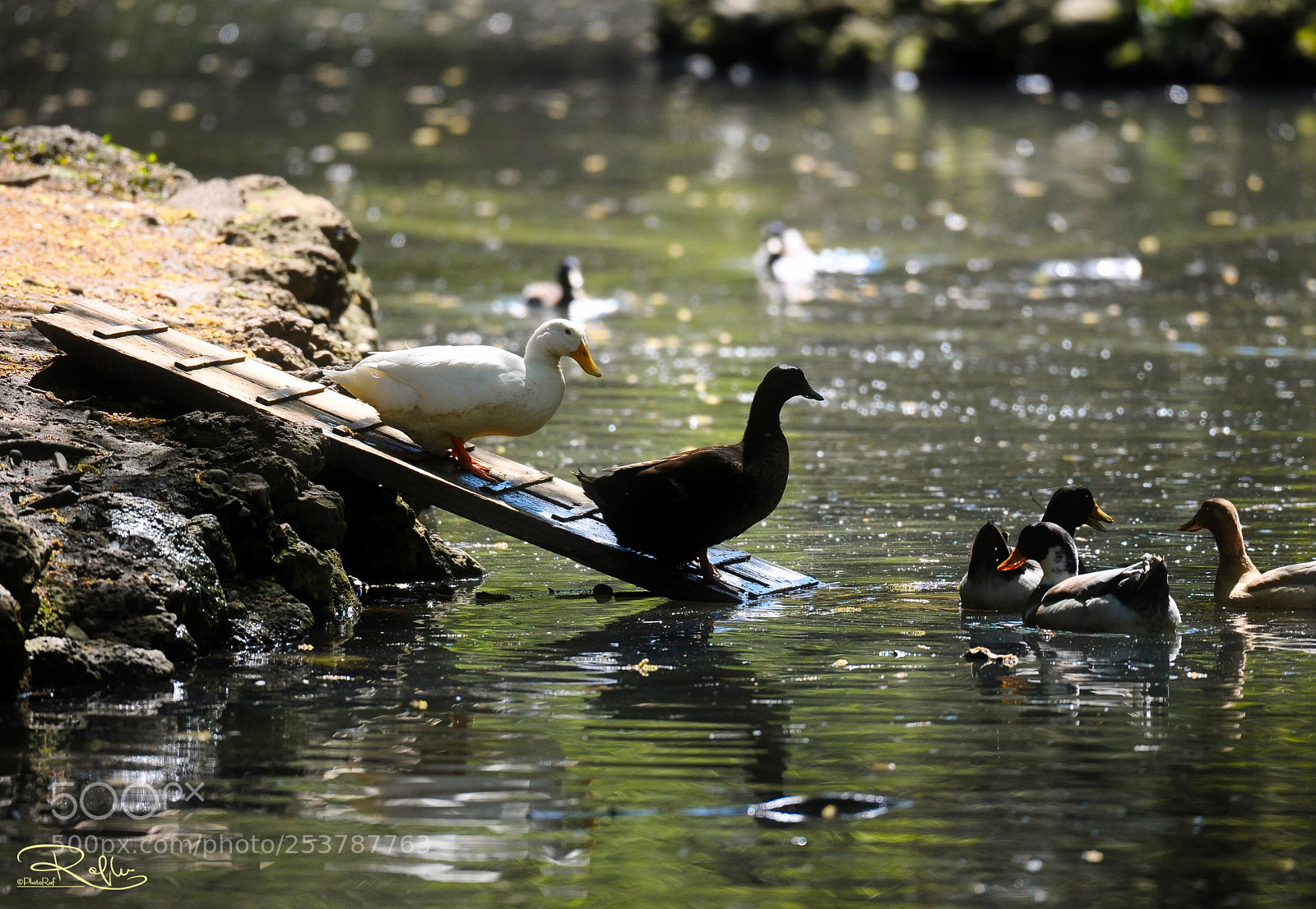 Nikon D3 sample photo. Giardini reali lake photography