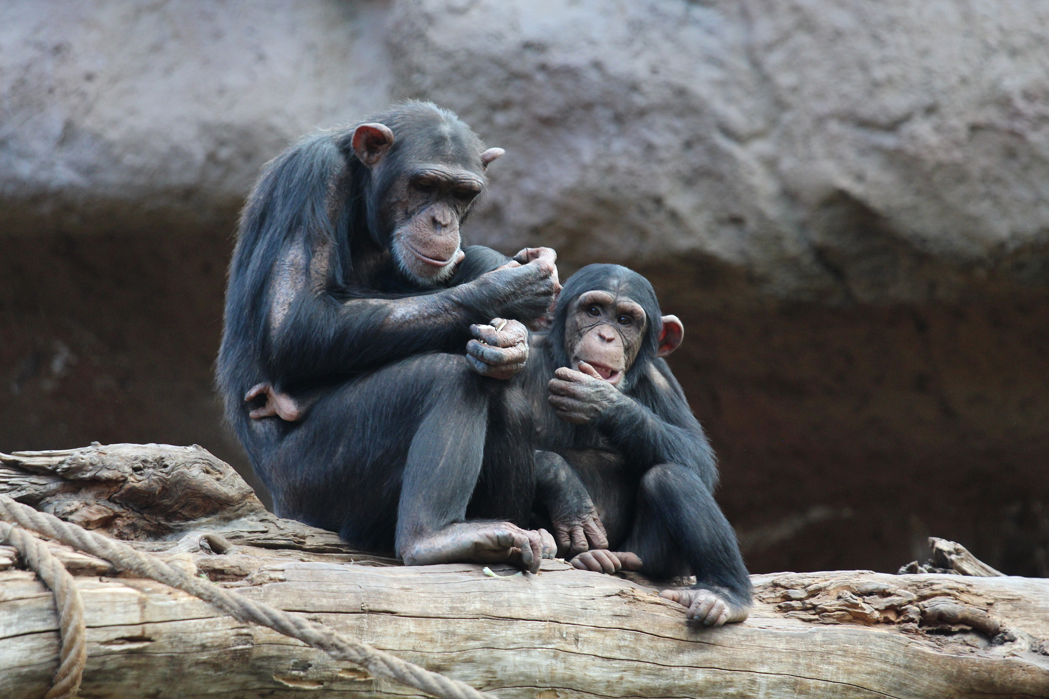 Canon EOS 650D (EOS Rebel T4i / EOS Kiss X6i) + Canon EF 70-200mm F4L IS USM sample photo. Animals in loroparque, teneriffa photography