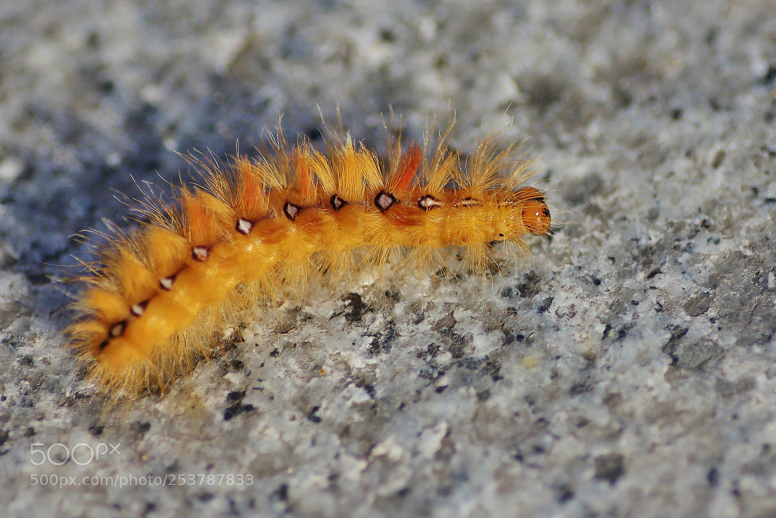Canon EOS 550D (EOS Rebel T2i / EOS Kiss X4) sample photo. Caterpillar photography