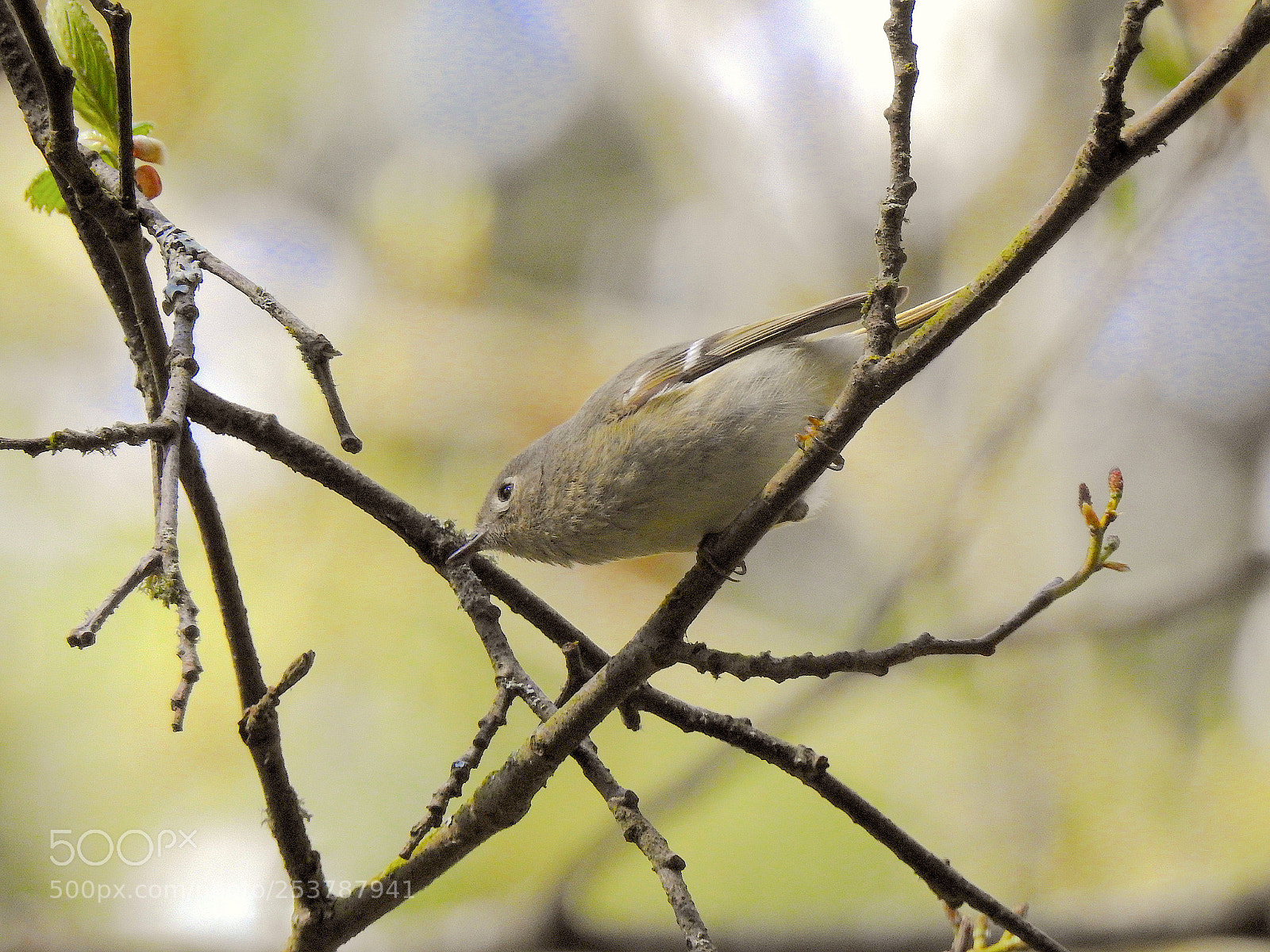 Nikon Coolpix P900 sample photo. Ruby-crowned kinglet photography