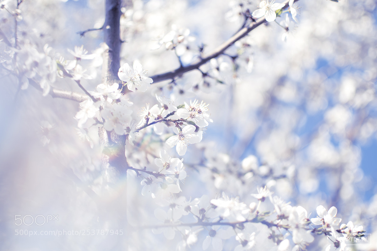 Nikon D7500 sample photo. 076 prism flowers #2 photography