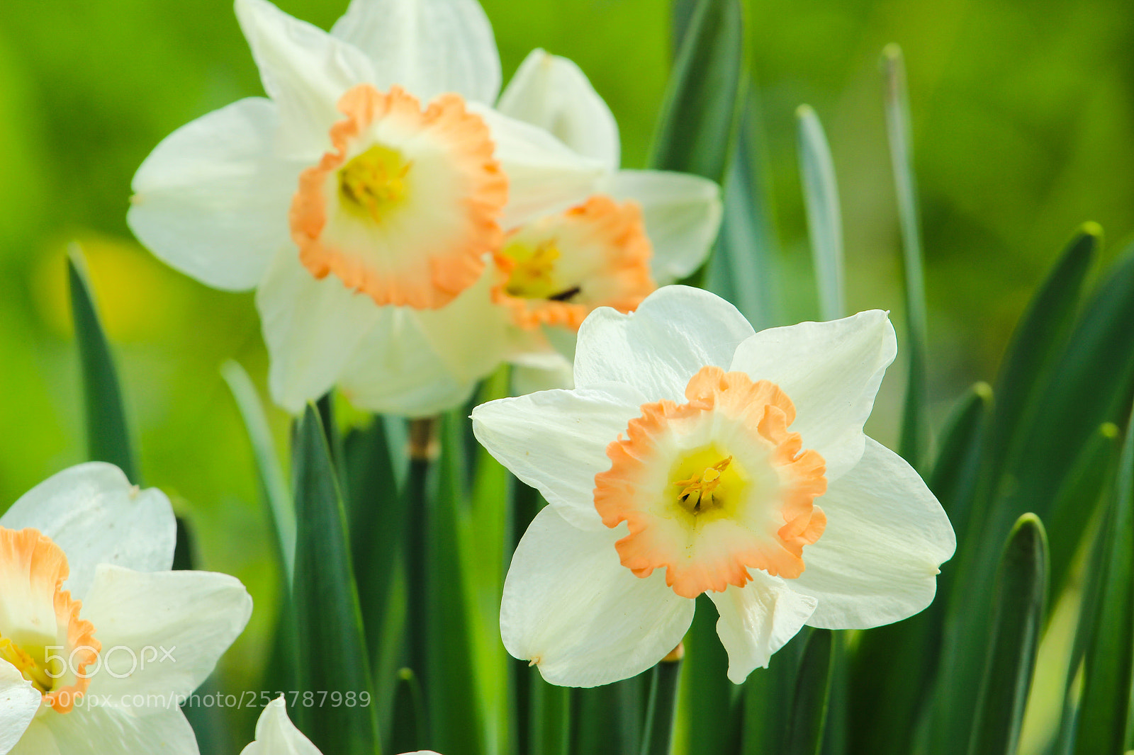 Canon EOS 600D (Rebel EOS T3i / EOS Kiss X5) sample photo. White daffodils photography
