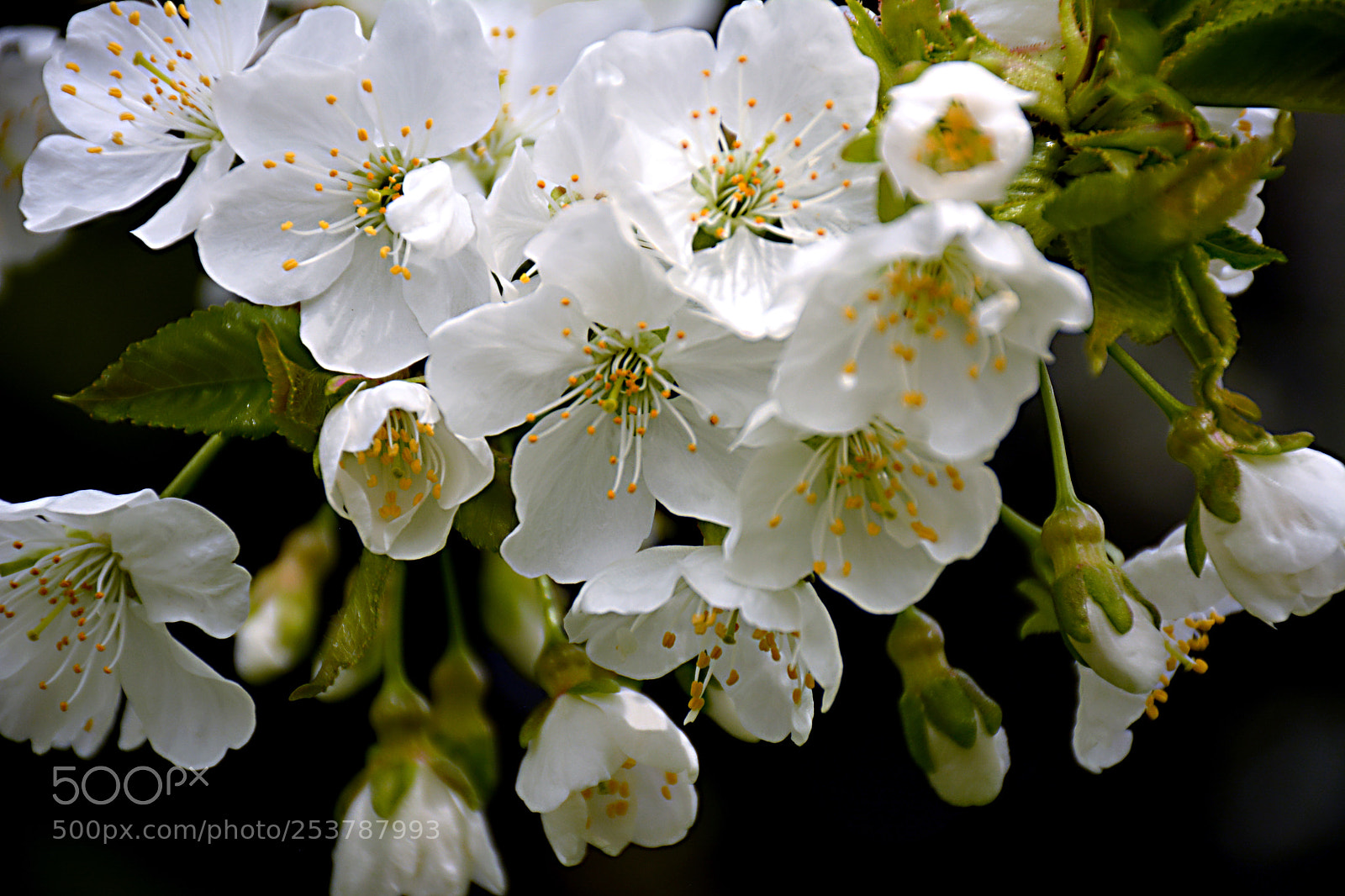 Nikon D5200 sample photo. Spring photography