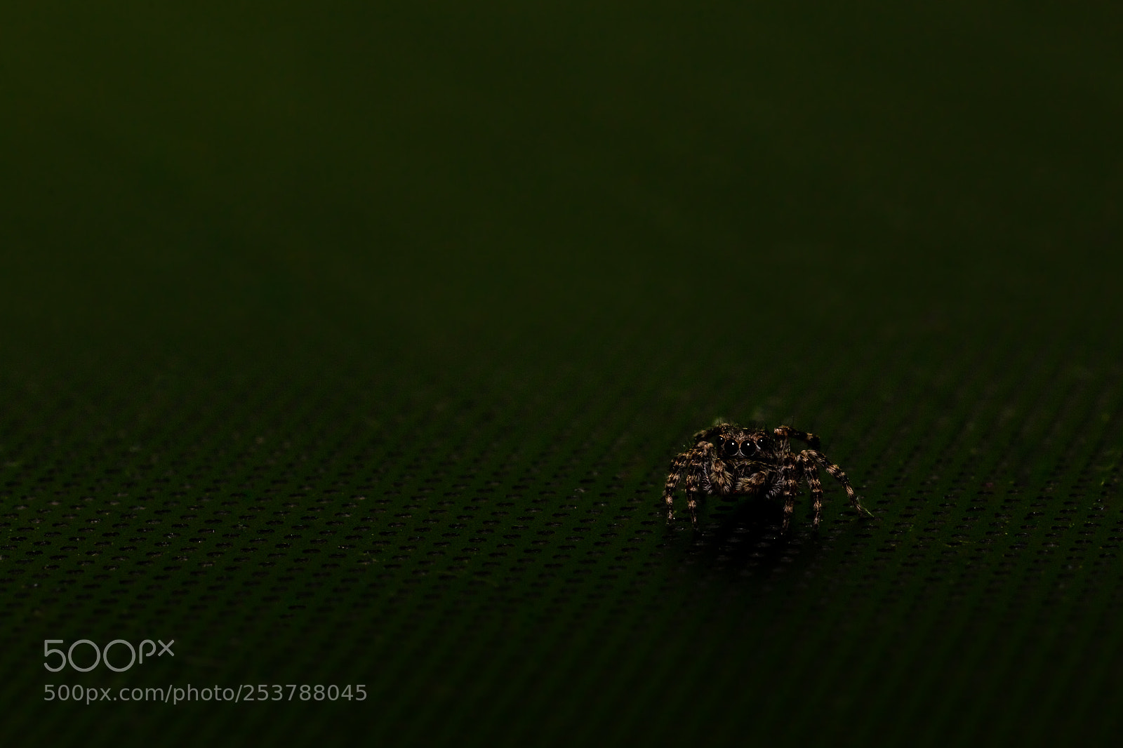 Canon EOS 70D sample photo. Tiny spider photography