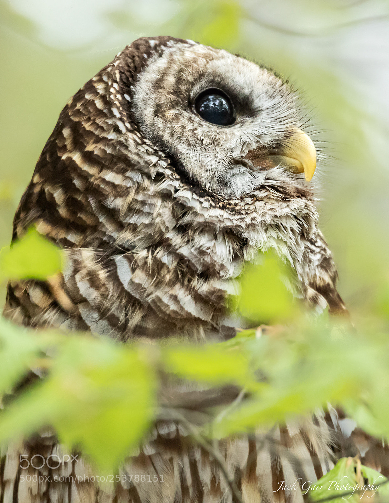 Canon EOS-1D X Mark II sample photo. Barred owl photography