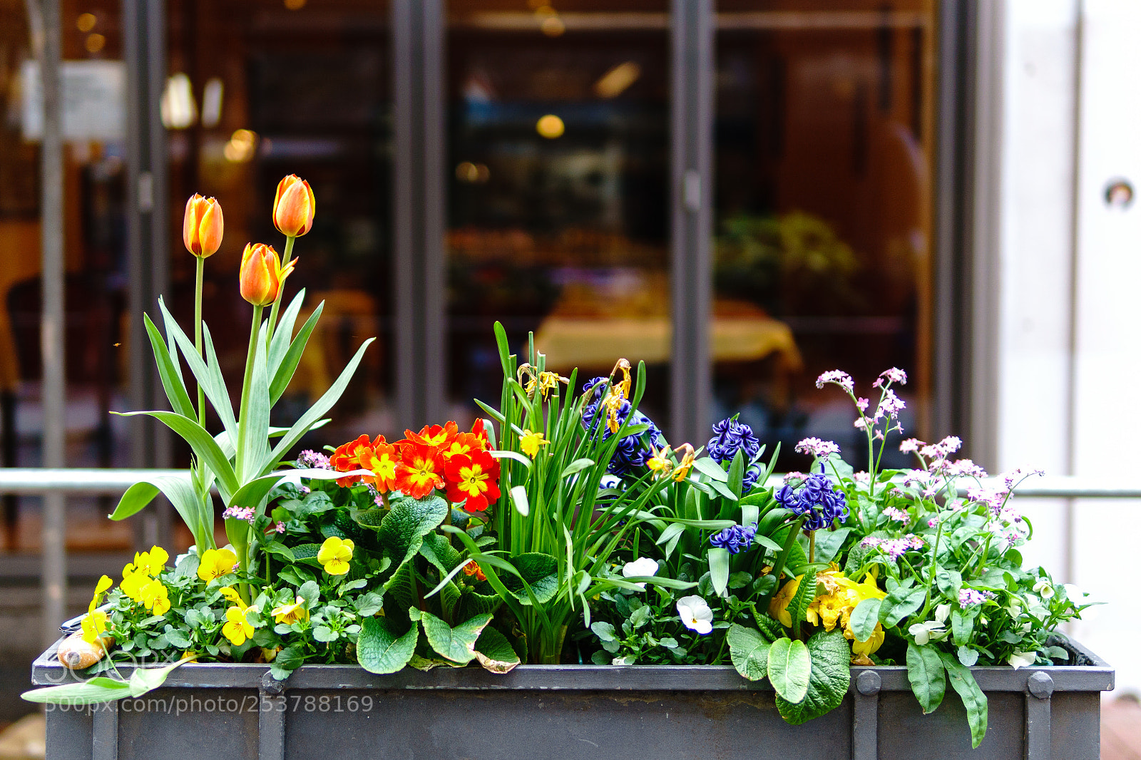 Sony a6300 sample photo. Flowers photography