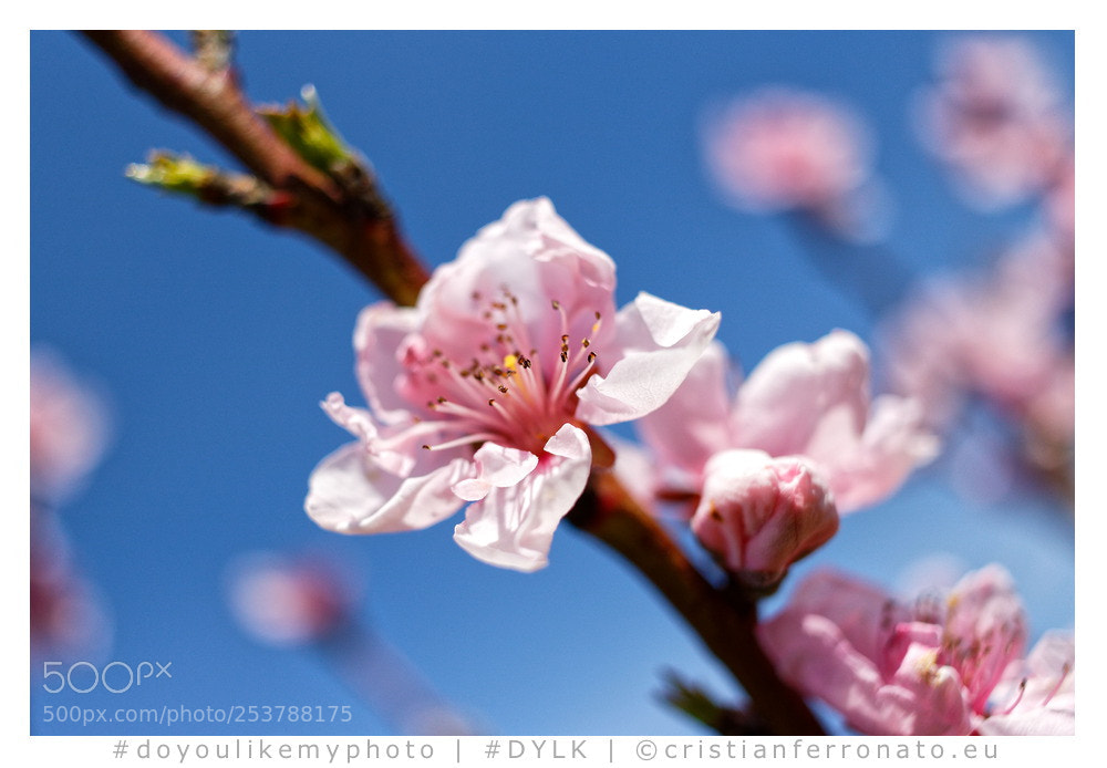 Canon EOS 750D (EOS Rebel T6i / EOS Kiss X8i) sample photo. Ciliegio #2 photography