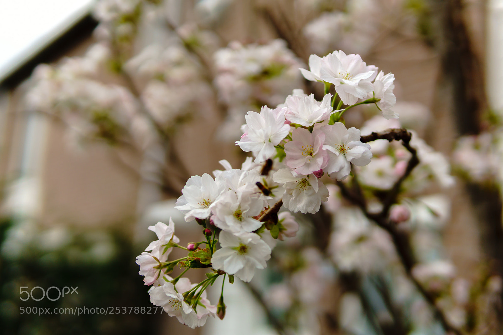 Sony a6300 sample photo. Flowers photography