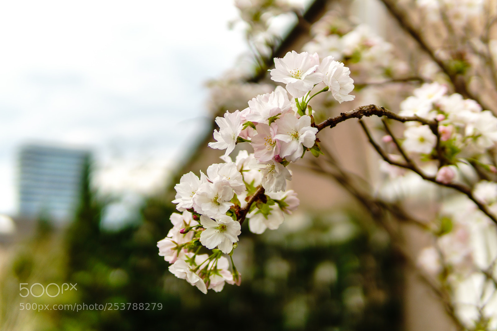 Sony a6300 sample photo. Flowers photography