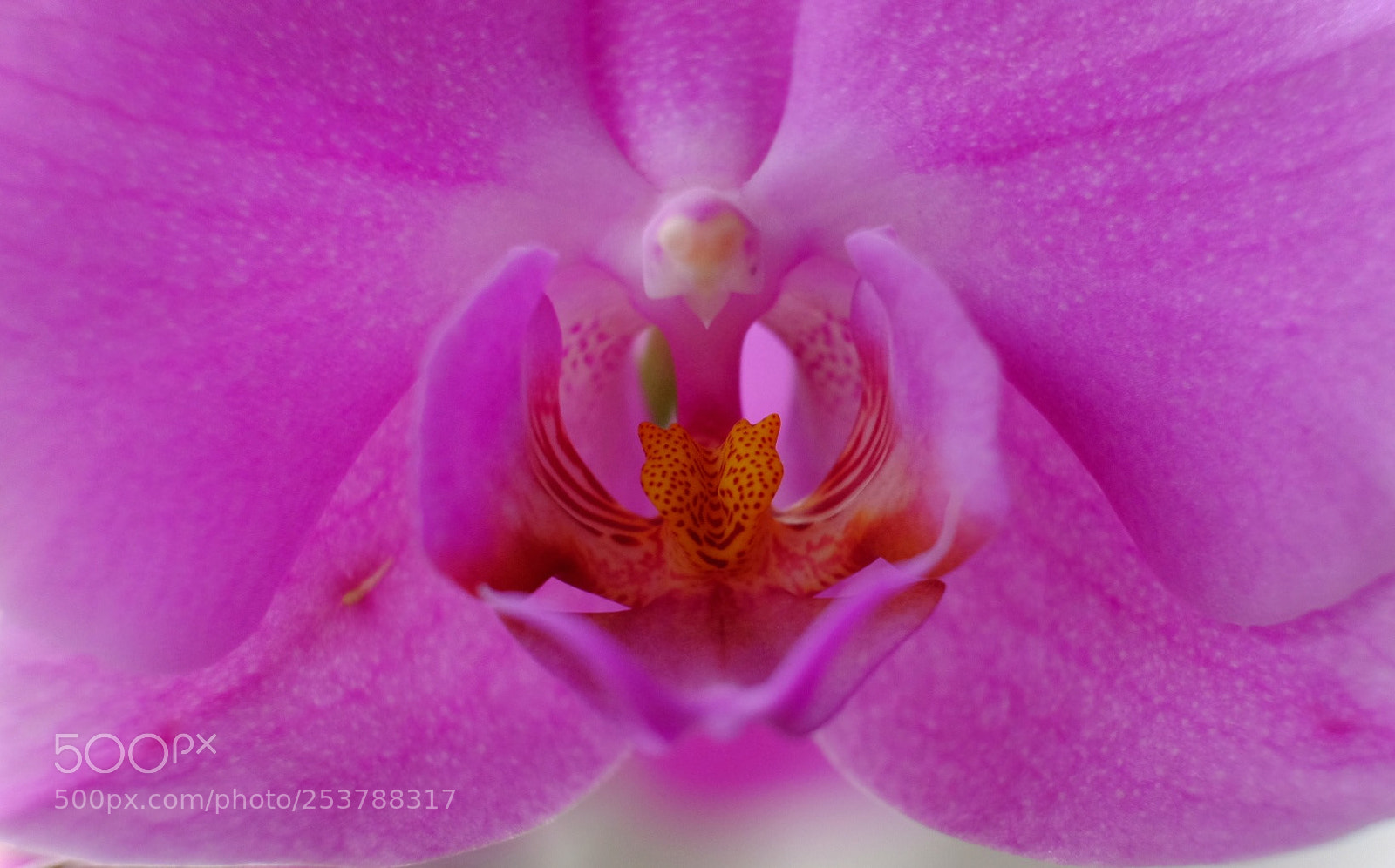 Fujifilm X-T10 sample photo. Pink orchid photography