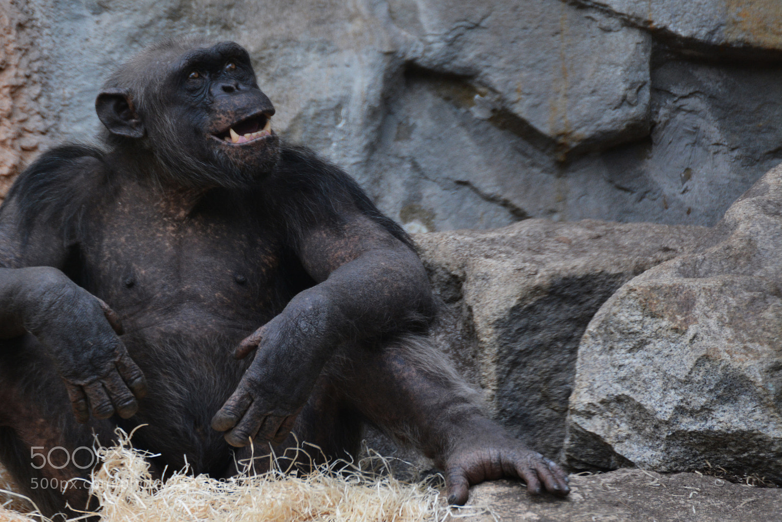 Nikon D7100 sample photo. Tierpark hellabrunn / 15.04.2017 photography