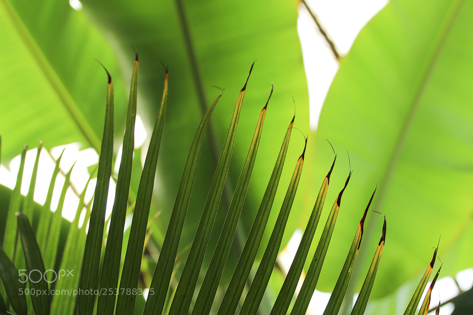 Canon EOS 600D (Rebel EOS T3i / EOS Kiss X5) sample photo. Palm trees photography