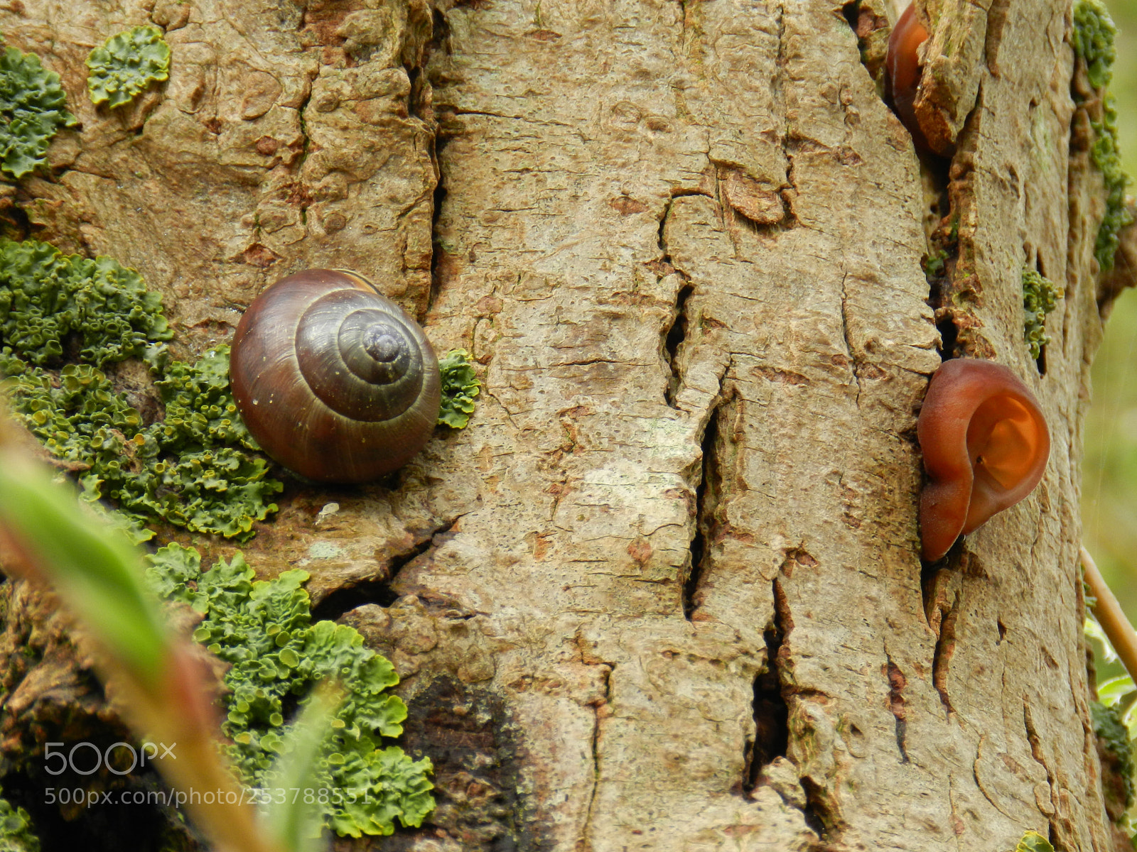 Nikon Coolpix P500 sample photo. Schnecke und pilz photography