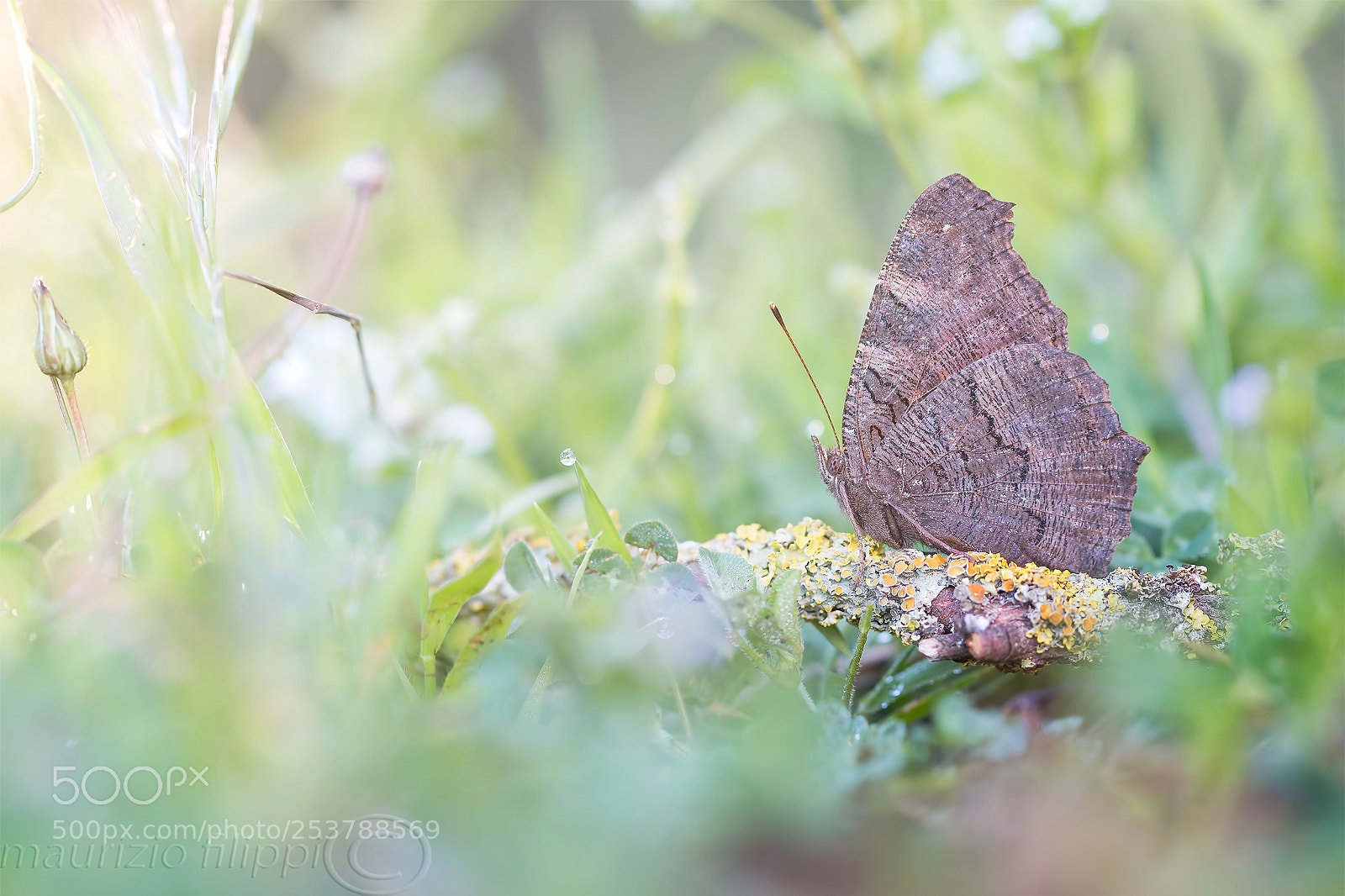 Canon EOS 70D sample photo. Aglais io photography