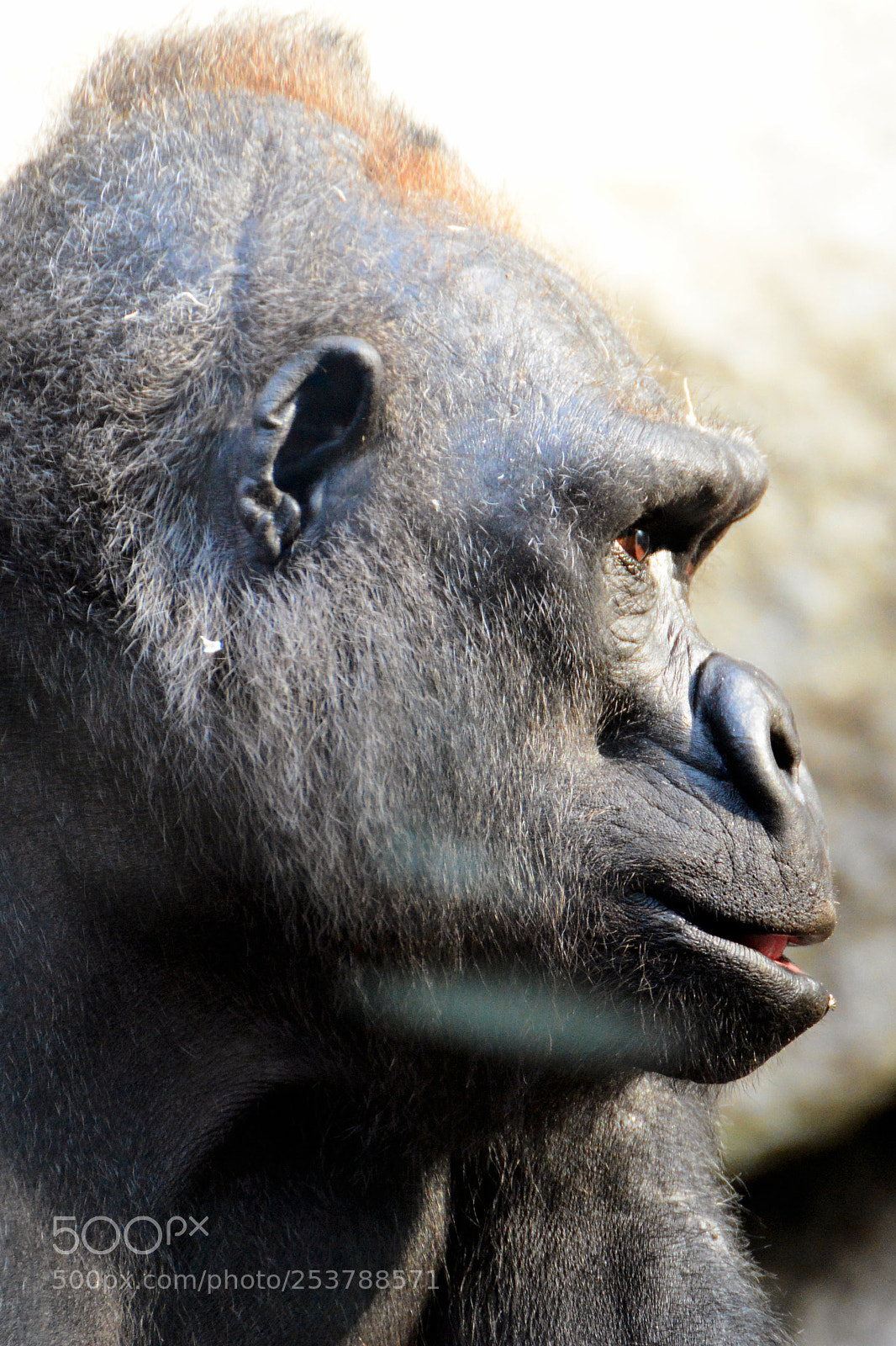 Nikon D7100 sample photo. Tierpark hellabrunn / 15.04.2017 photography