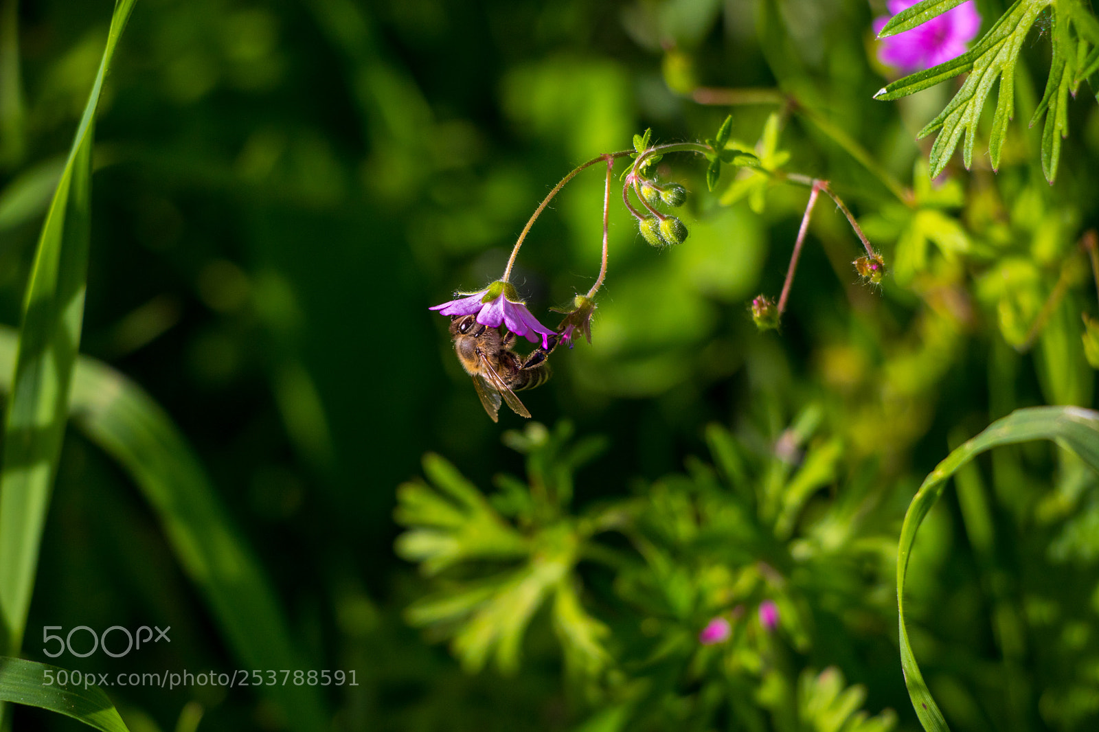 Canon EOS 80D sample photo. Honey bee feeding on photography